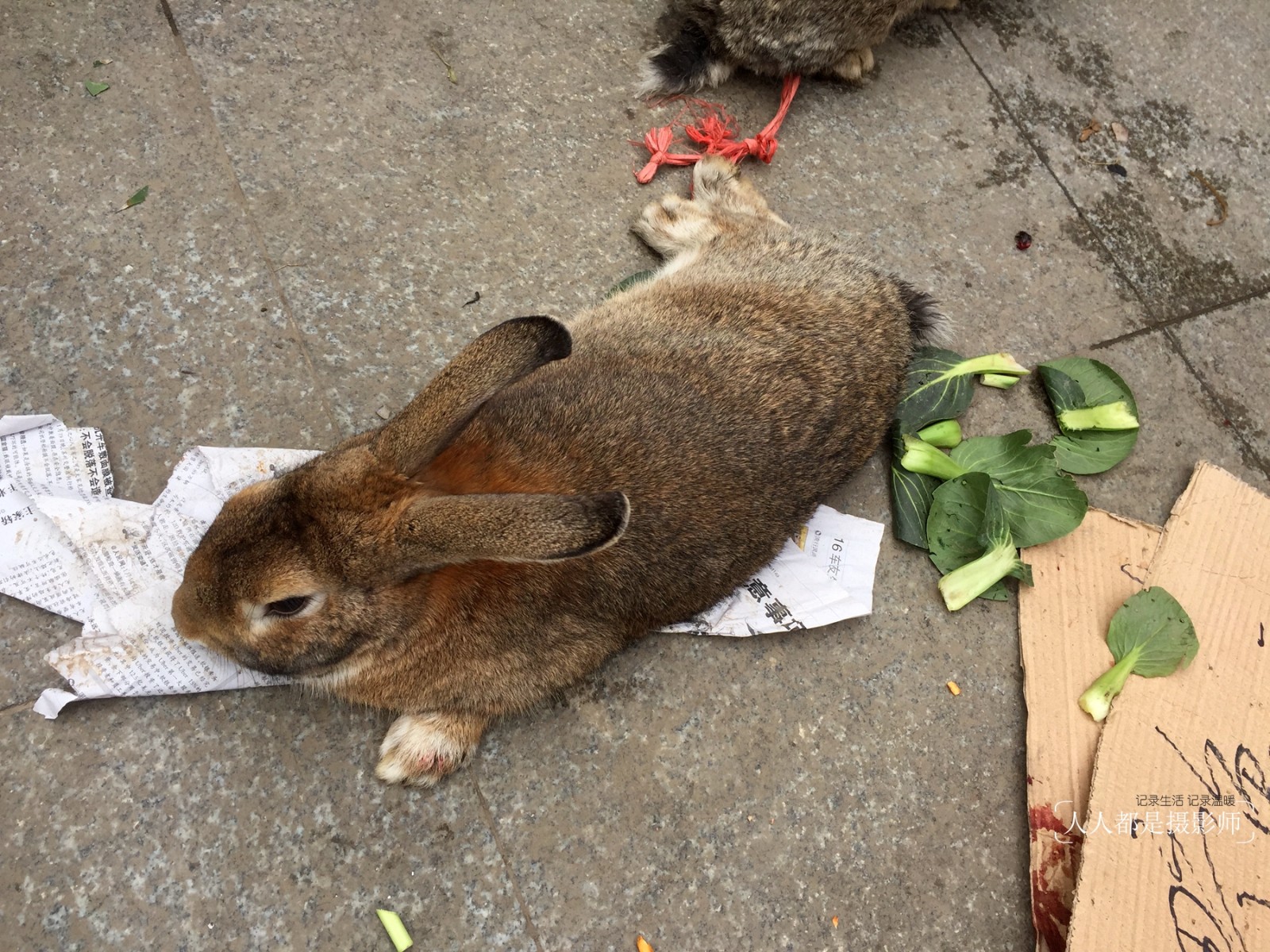 臺灣野兔逐草而居 只會躲不挖洞 山產店絕跡後野外重現生機 - 農傳媒