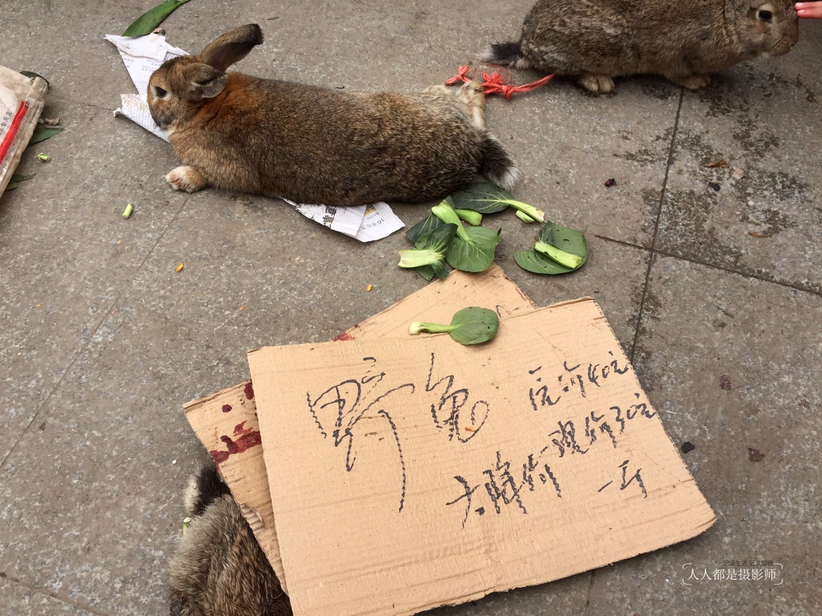 请你来看|野兔子|野兔|兔子_新浪新闻