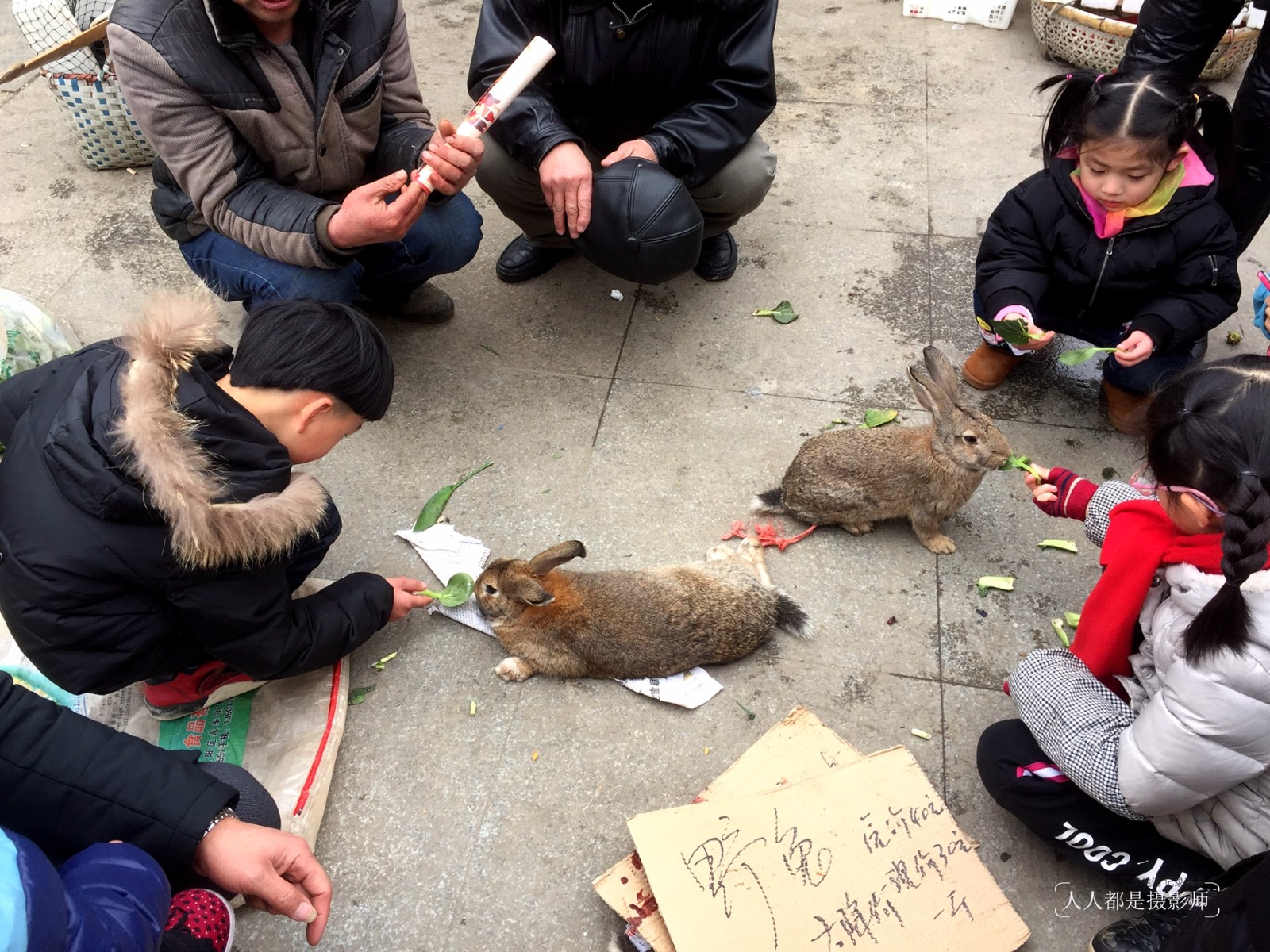 请你来看|野兔子|野兔|兔子_新浪新闻