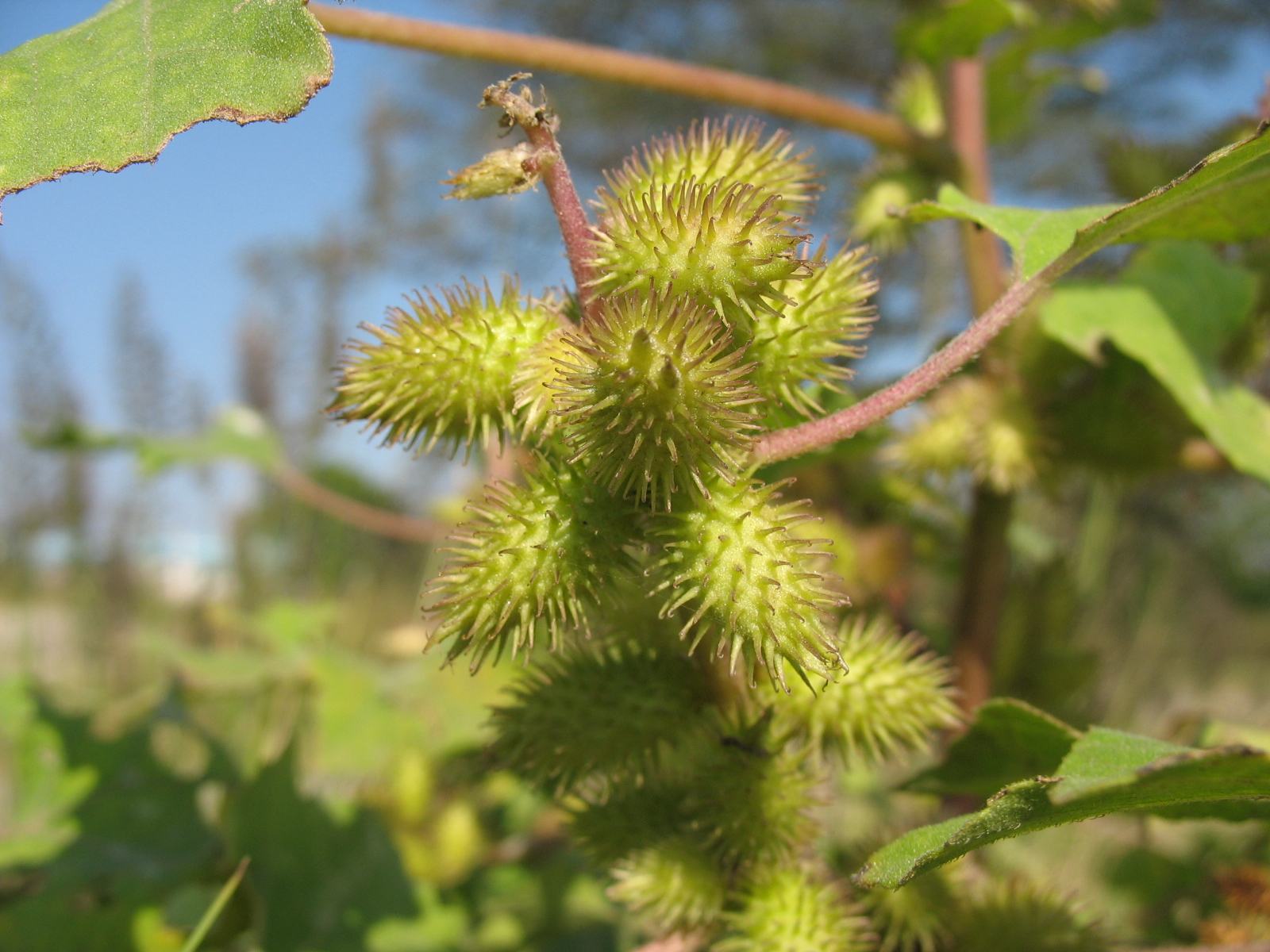 农村这4种野草,全都带刺让人头疼,尤其最后一种人狗都怕|苍耳|野草