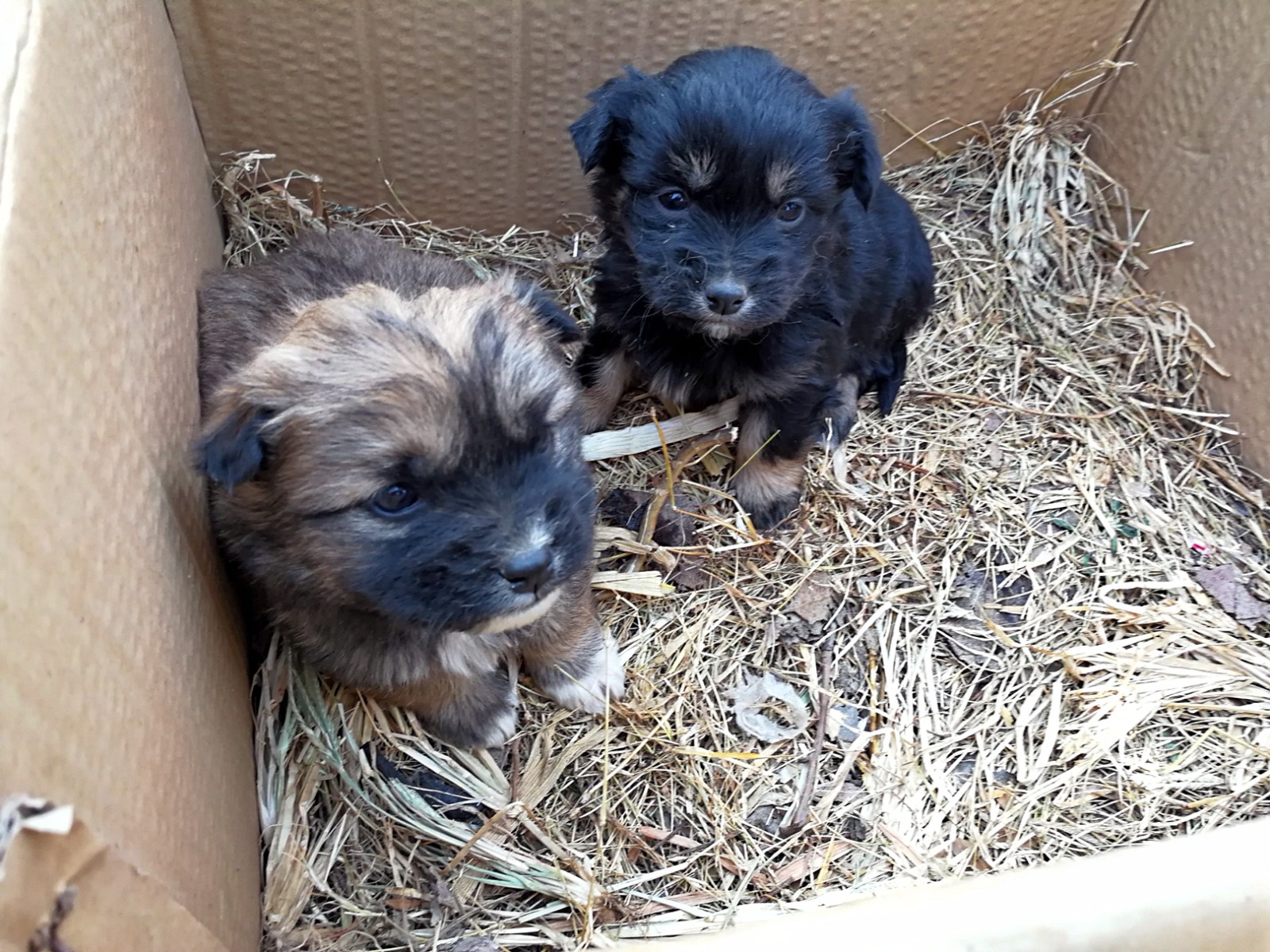 狗年到了,农村大集上的呆萌小狗崽,5元到1千元你喜欢哪一只