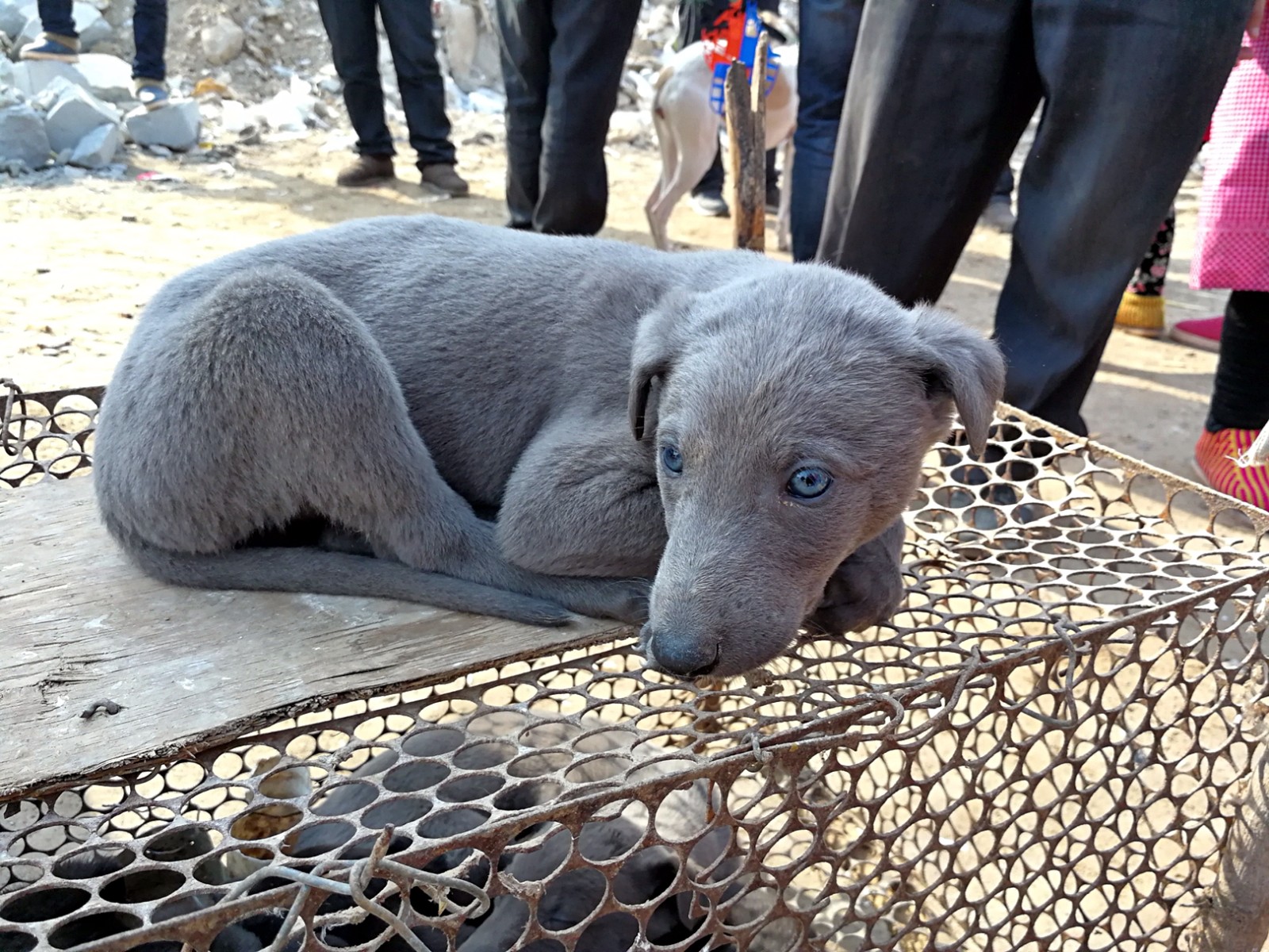 中国细犬幼犬图片