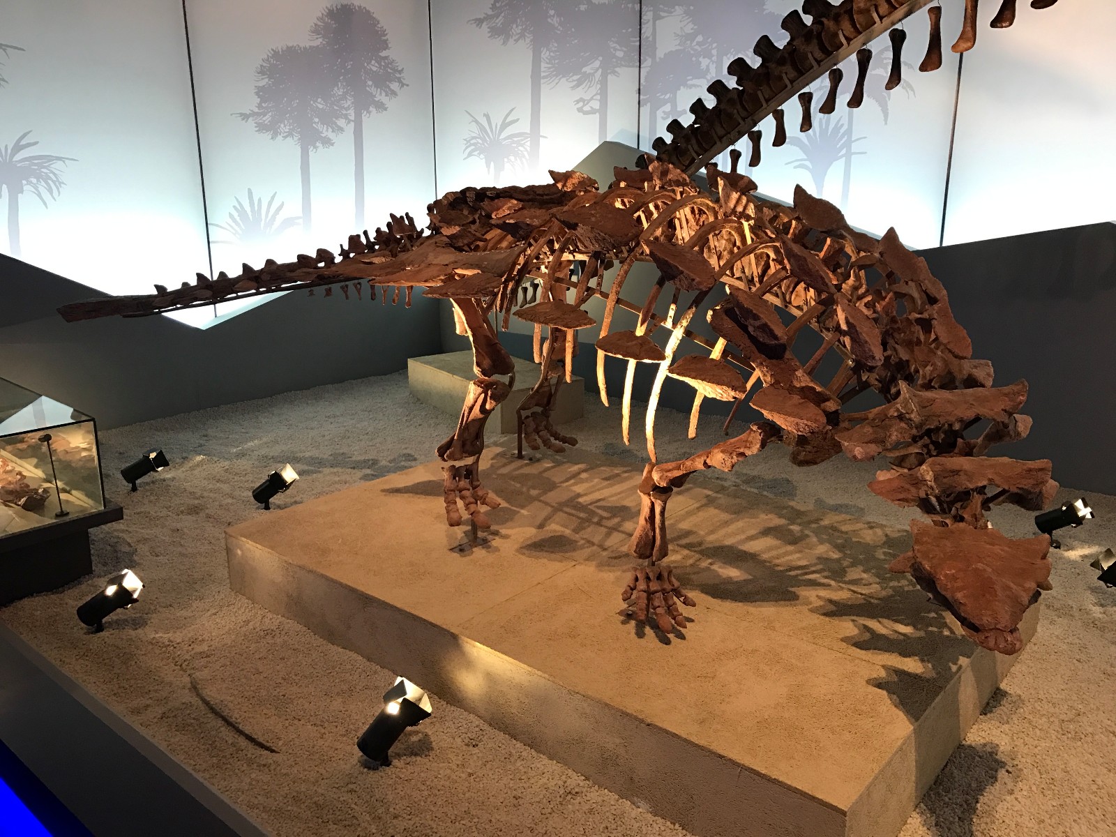 浙江发现最古老的长有尾锤的甲龙