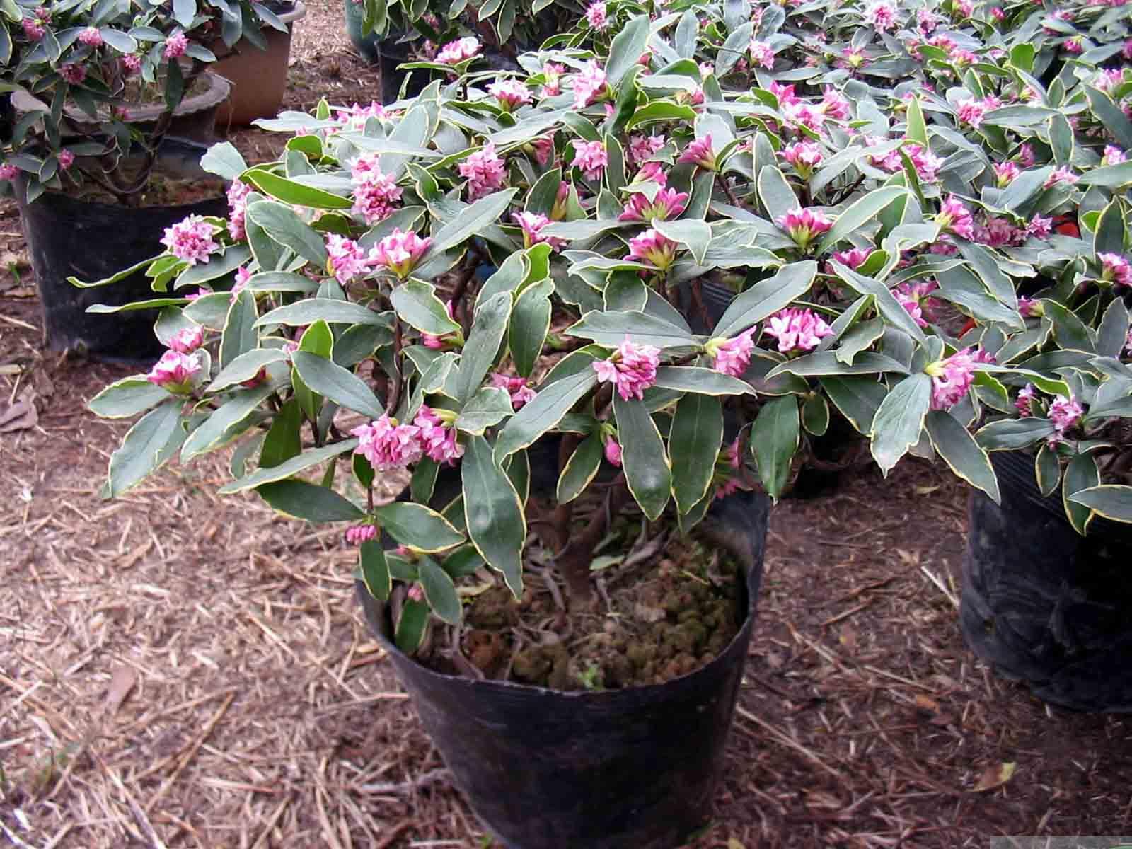 果断收藏|收藏|养花|金边瑞香_新浪新闻