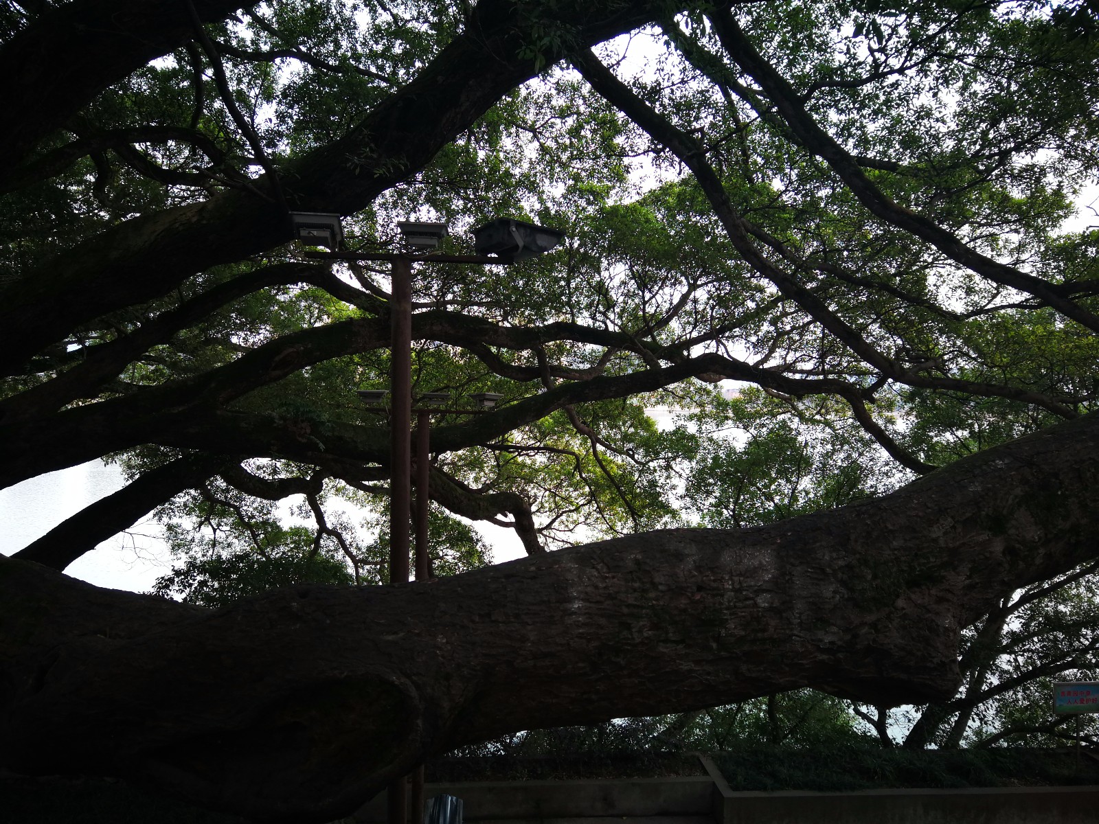 吉安古榕树 明万历年间所种 有400多年了 真是参天大树啊