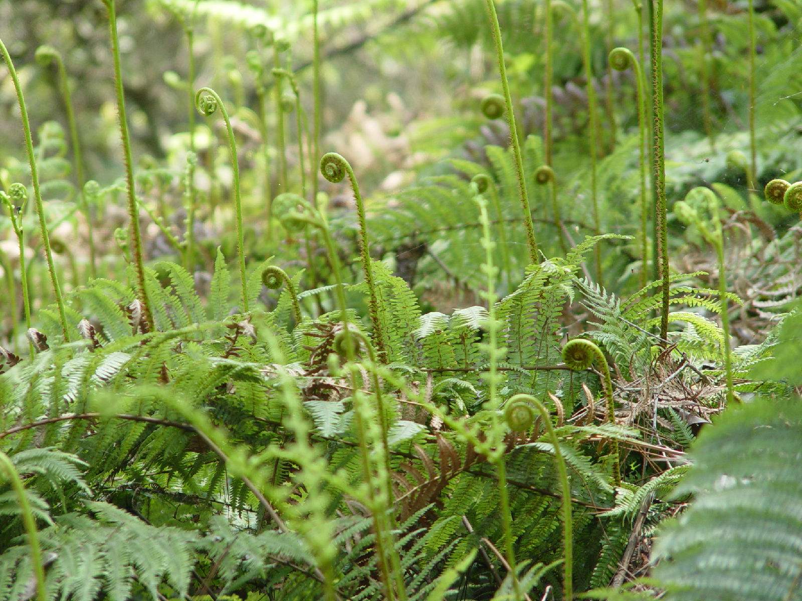 第一种养肝野菜:蕨菜蕨菜在我国全国各地的农村里均有分布,不过以长江