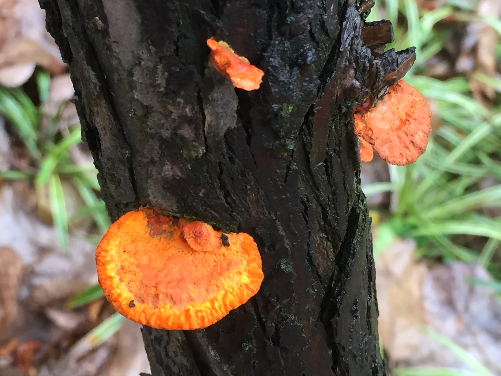 雨后枯木上的菌类