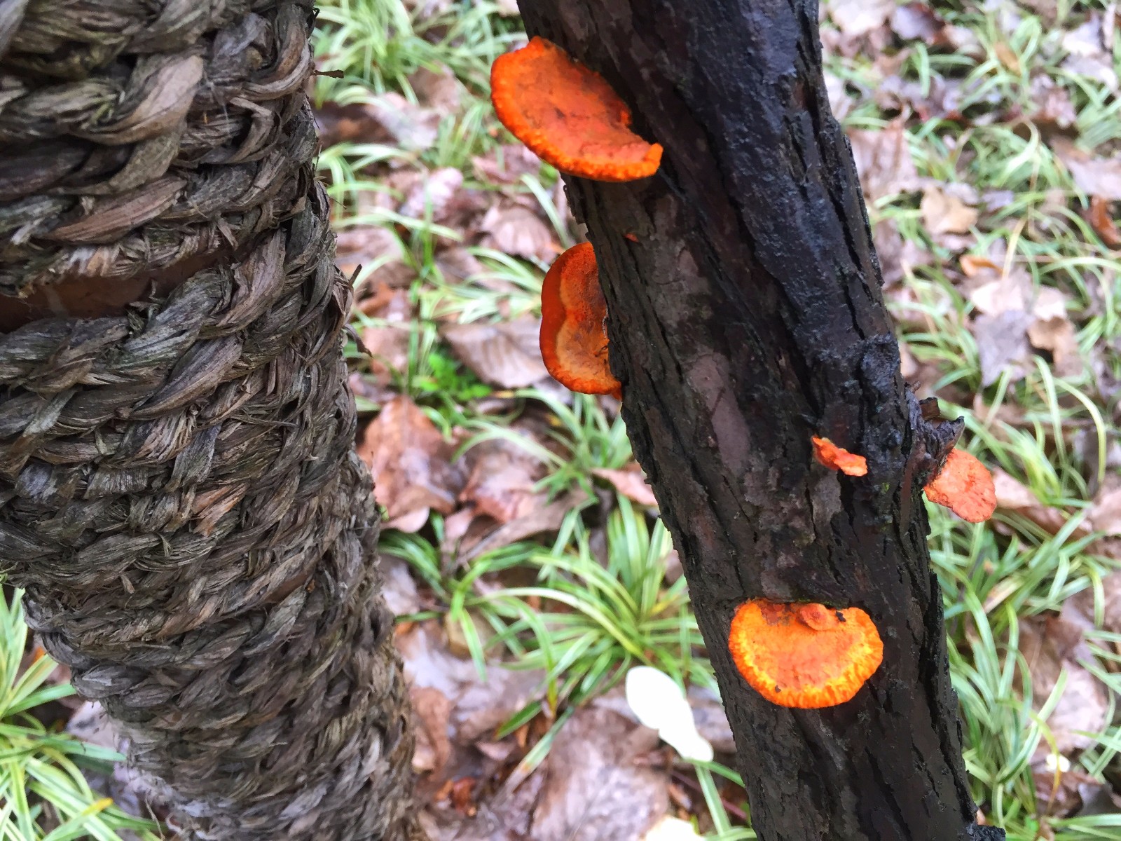 雨后枯木上的菌类
