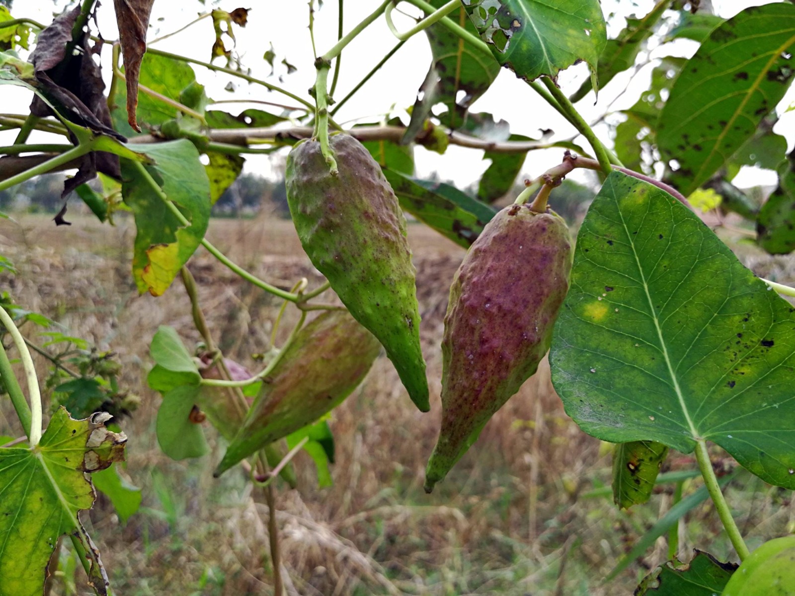 农村田间地头有一种会飞的小野果,小时候经常吃,你吃过吗|野果|瓜瓢