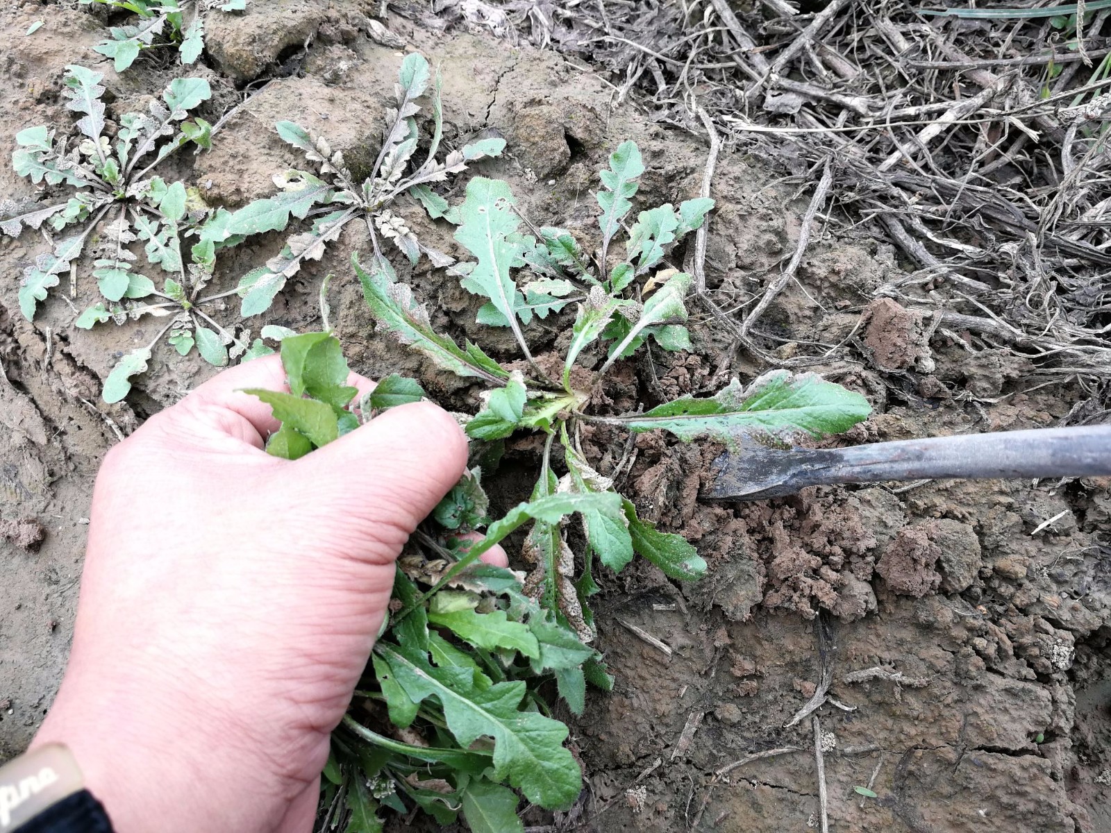 这种被称作"护生草"的野菜,包饺子吃柔肝养肺,不咳嗽也不喘|荠菜|野菜