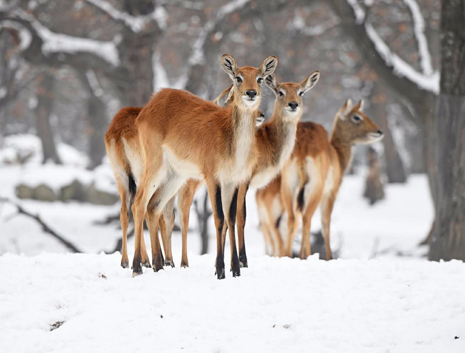 看看野生动物在雪地撒欢卖萌