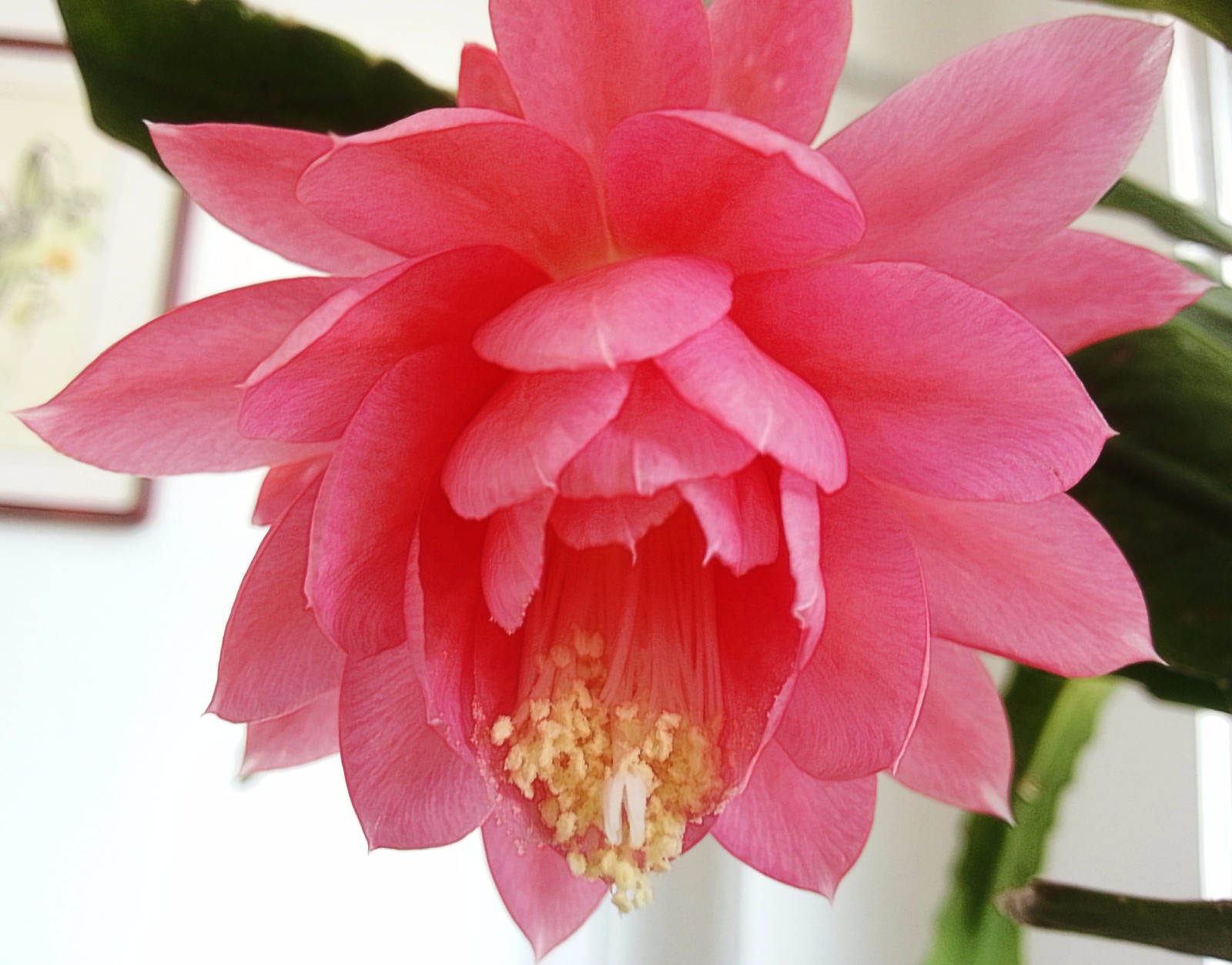 粉色的令箭荷花不太多见