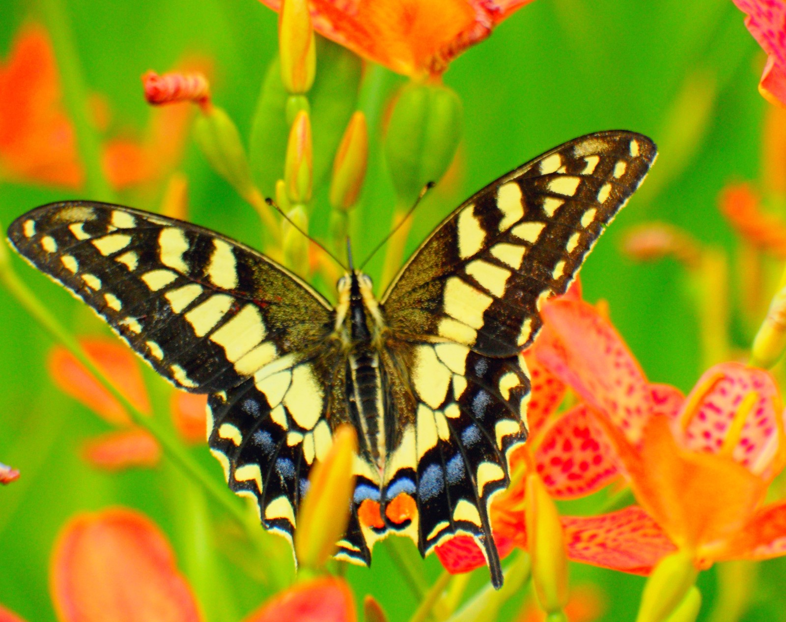 美丽的蝴蝶,美丽的心情,美丽的时光