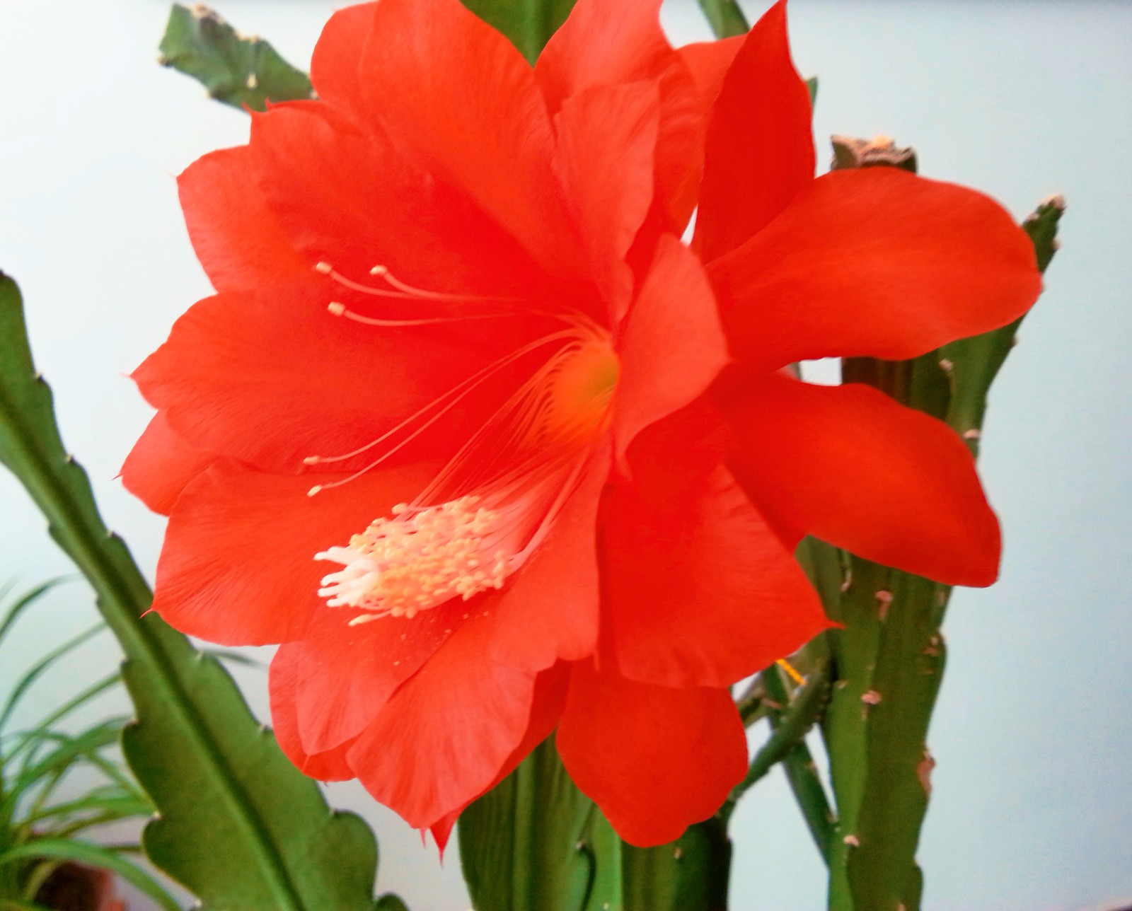 红色的令箭荷花有一种热烈的美,美得火辣,美得活泼