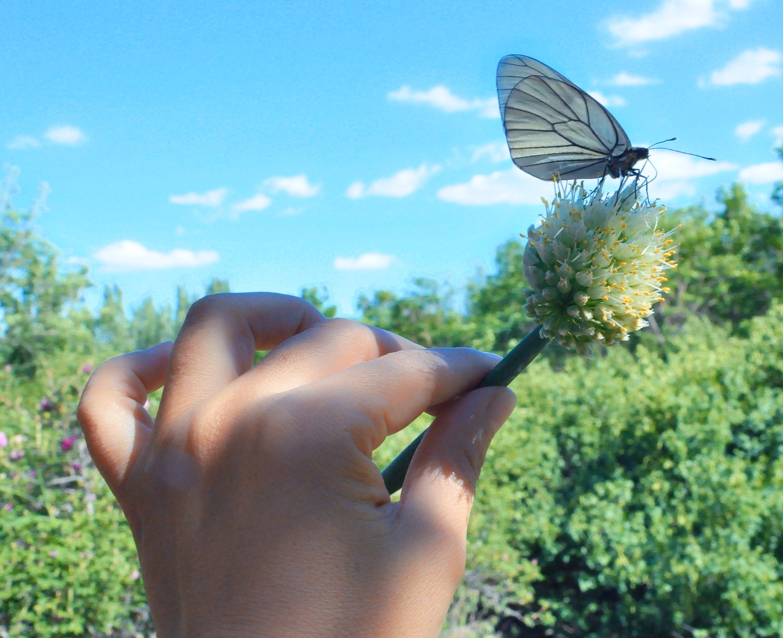 手上的蝴蝶心中的风景都要欣赏很多次
