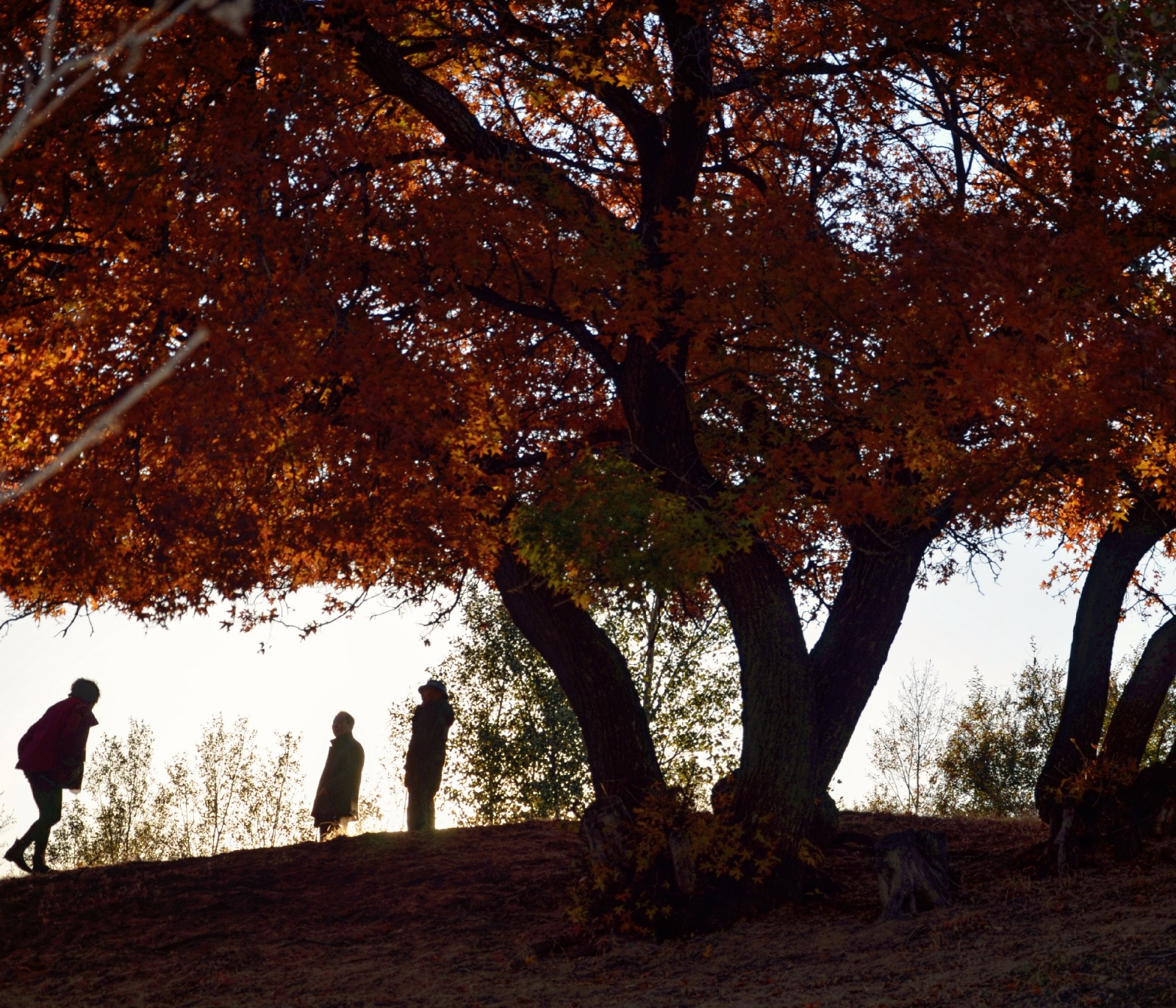 青山依旧在几度夕阳红百年枫树下老两口在夕阳的光中那么温馨