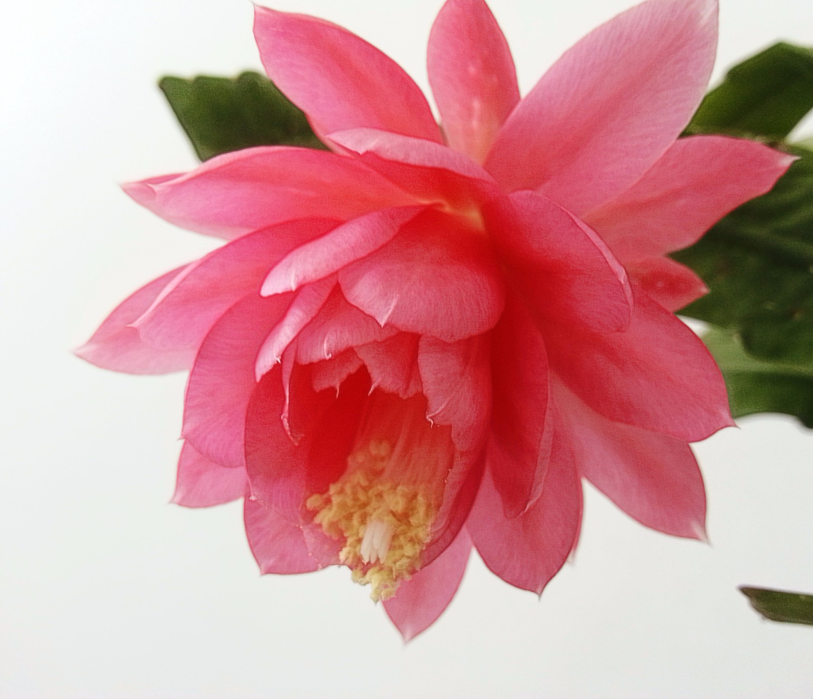 粉色的令箭荷花不太多见