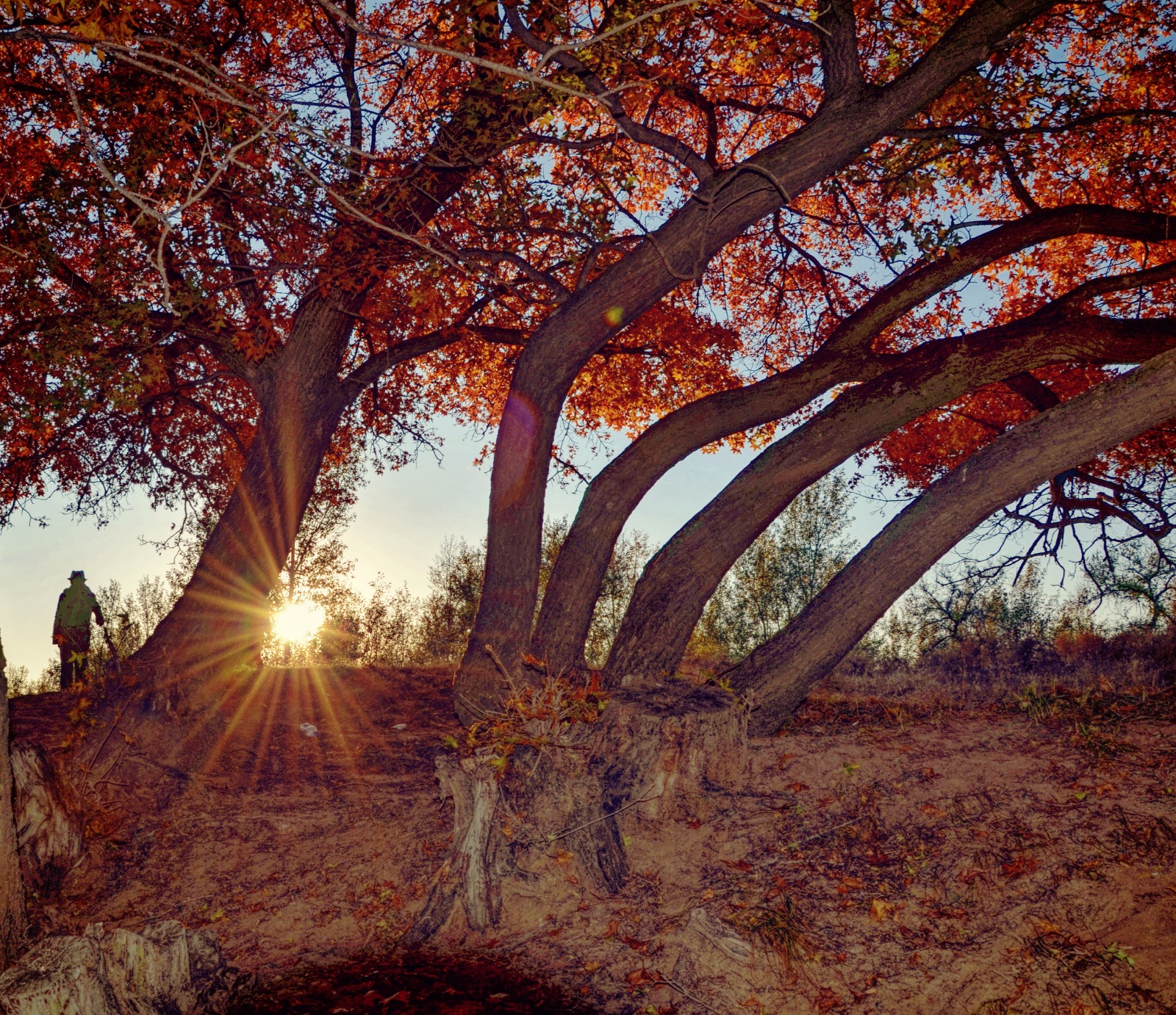 青山依旧在几度夕阳红百年枫树下老两口在夕阳的光中那么温馨