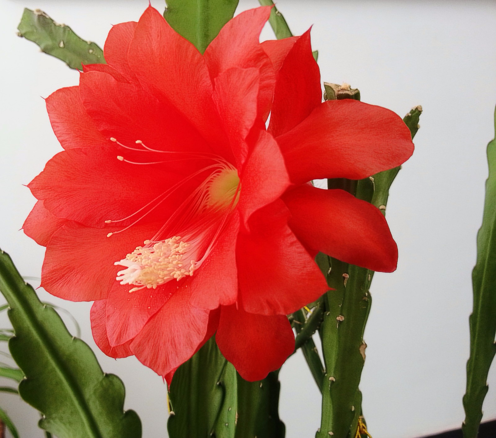 红色的令箭荷花有一种热烈的美,美得火辣,美得活泼