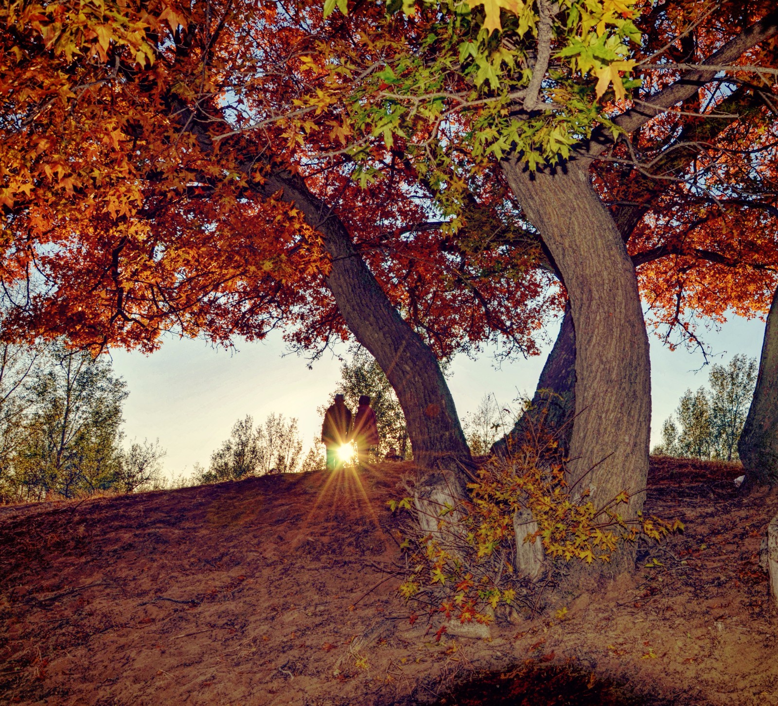 青山依旧在几度夕阳红百年枫树下老两口在夕阳的光中那么温馨