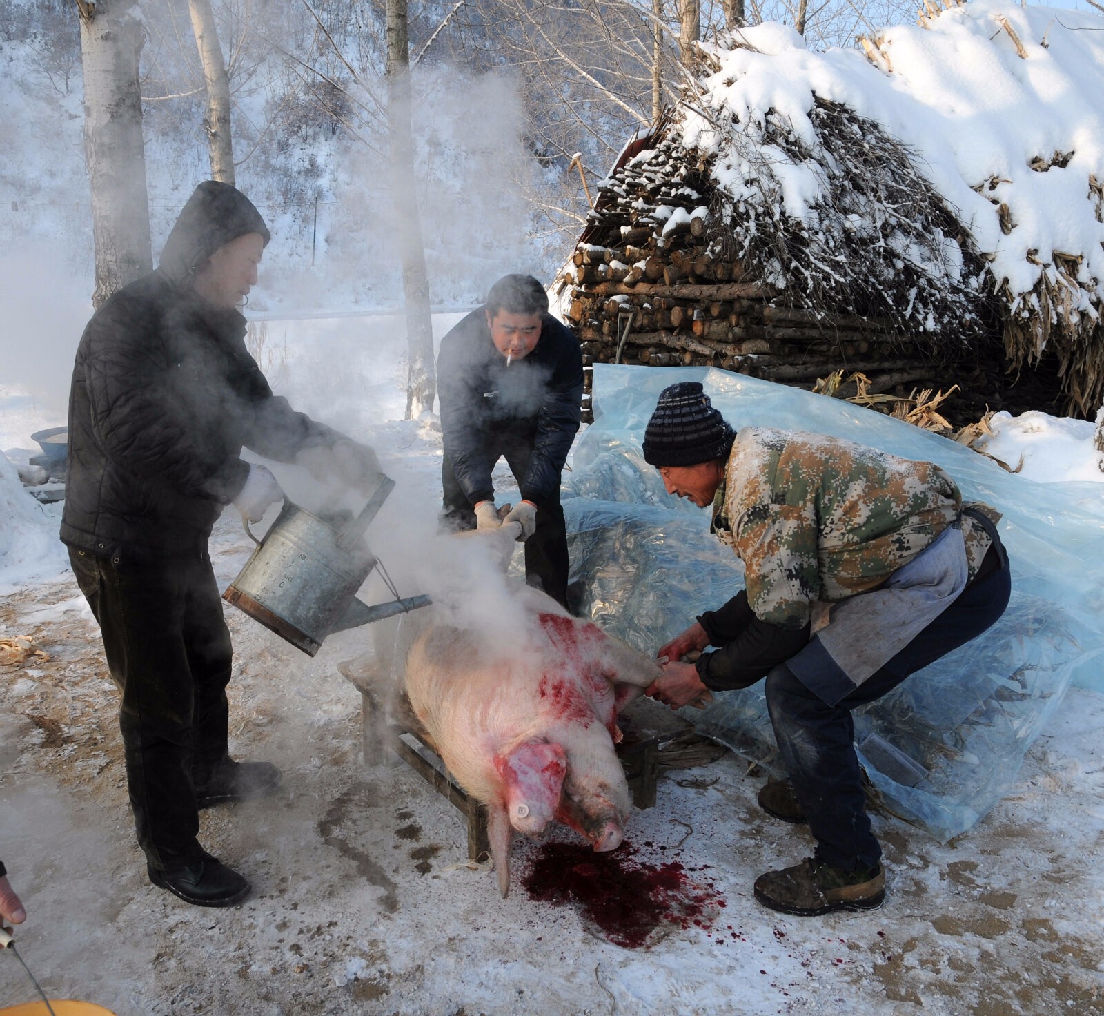 冰天雪地杀年猪 热气腾腾东北味