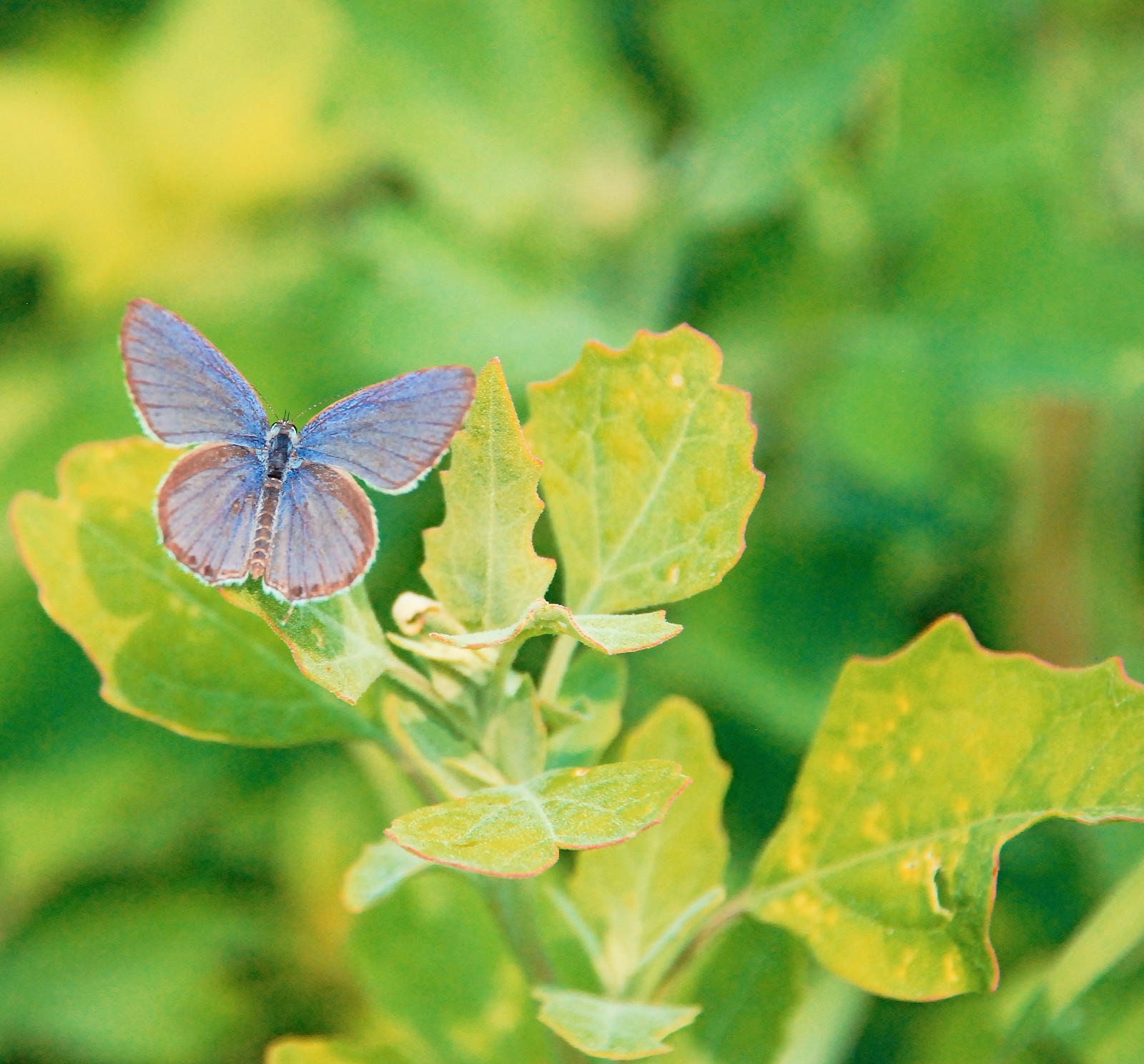 记住每只蝴蝶的样子记住每个人的温暖
