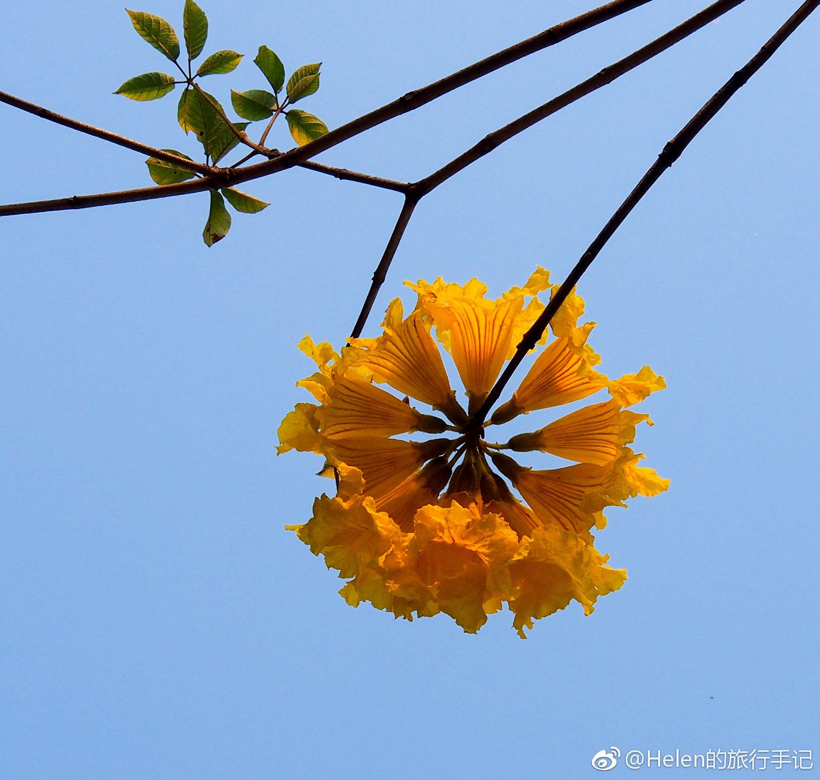 花开堪折直须折 莫待无花空折枝 蓝天下的黄花风铃木