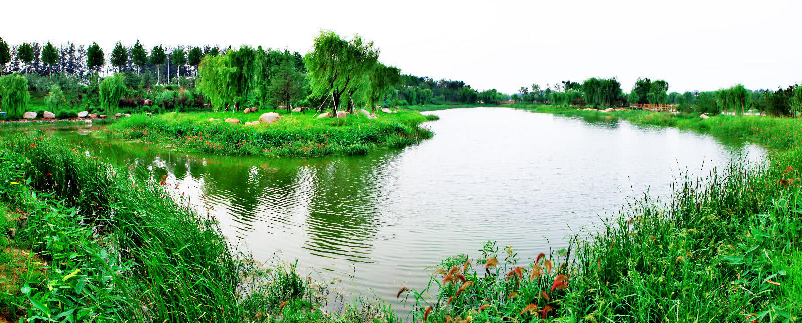 图为:寿光境内八大流域之一的弥河,国家城市湿地-滨河城市湿地公园!