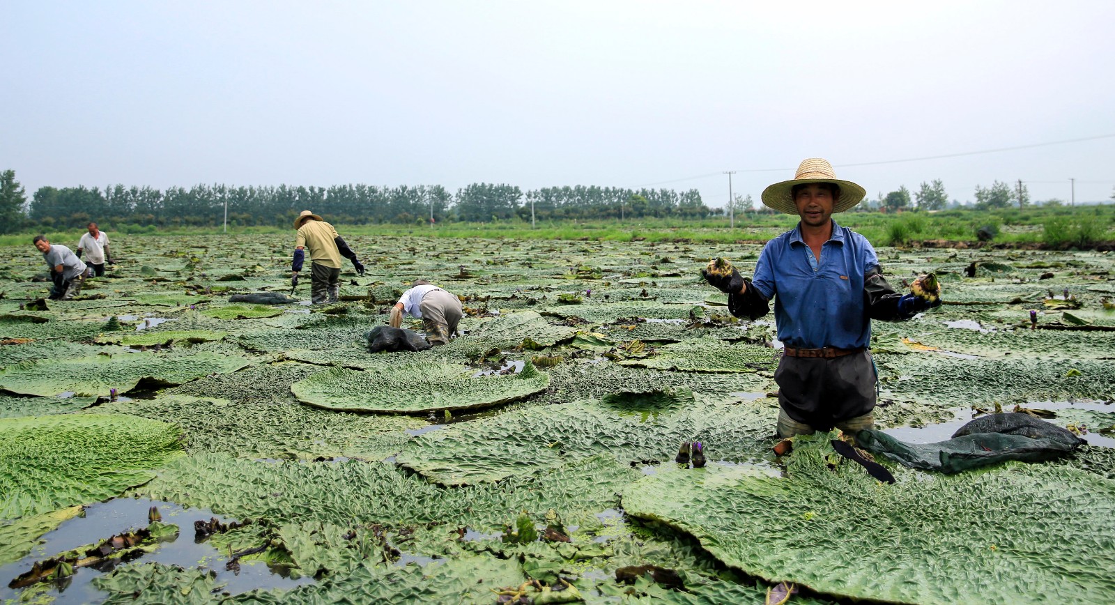 种植芡实的"钱景"可观,效益是传统粮食种植没法比的.