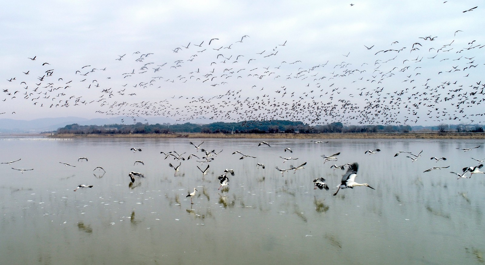 安徽庐江:候鸟冰恋黄陂湖