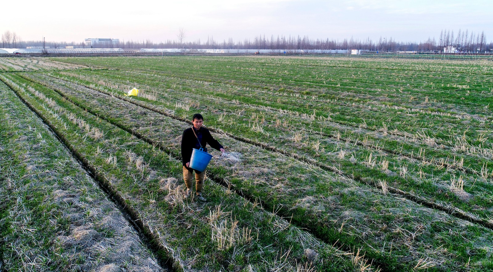 图为人们正在为农作物施肥.