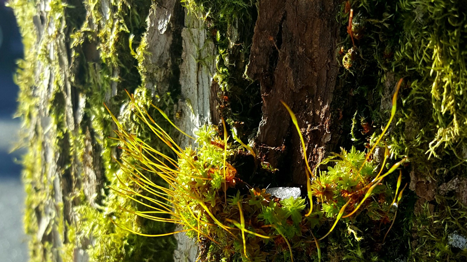 苔藓的假根图片
