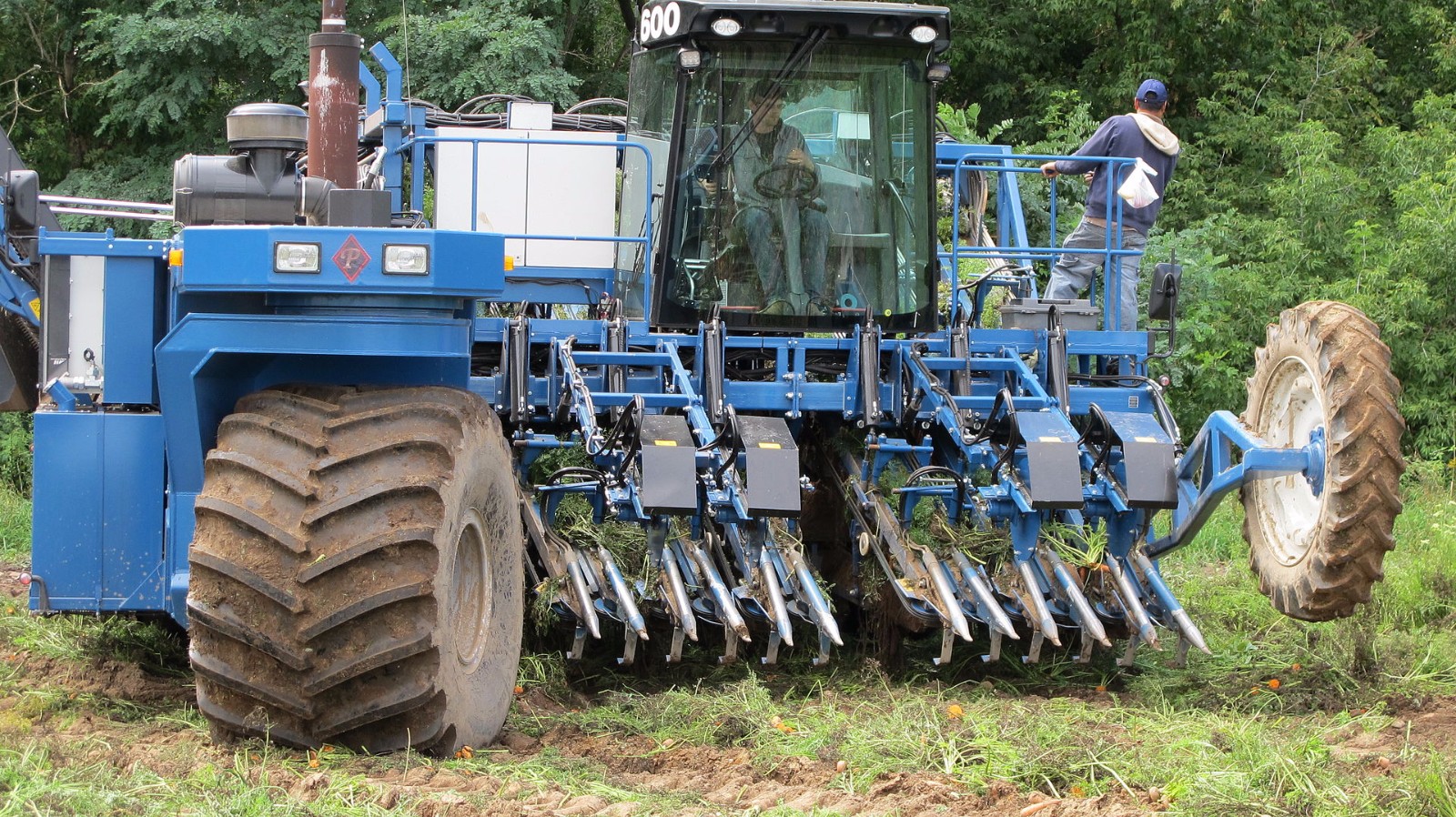 图为胡萝卜收割机