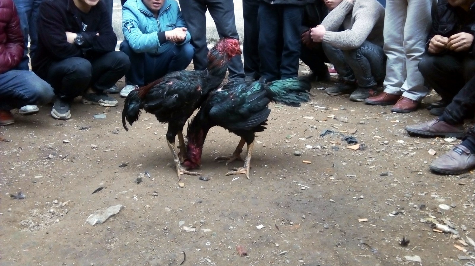 凯里斗鸡王宁愿战死,都不会跑的,很残忍的,很多人没有见过