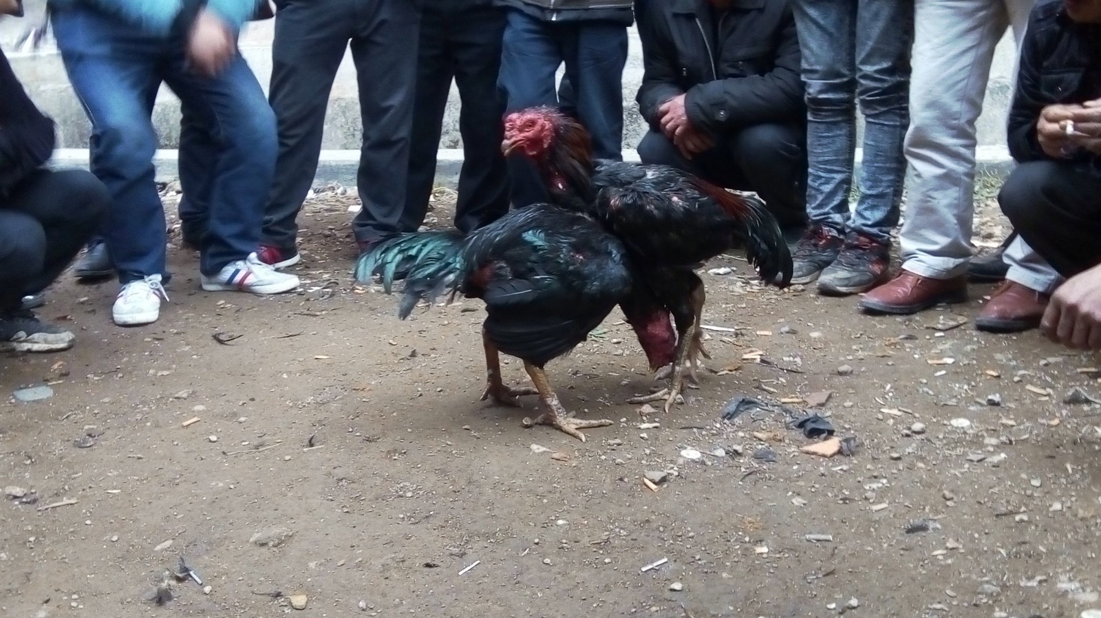 凯里斗鸡王宁愿战死,都不会跑的,很残忍的,很多人没有见过