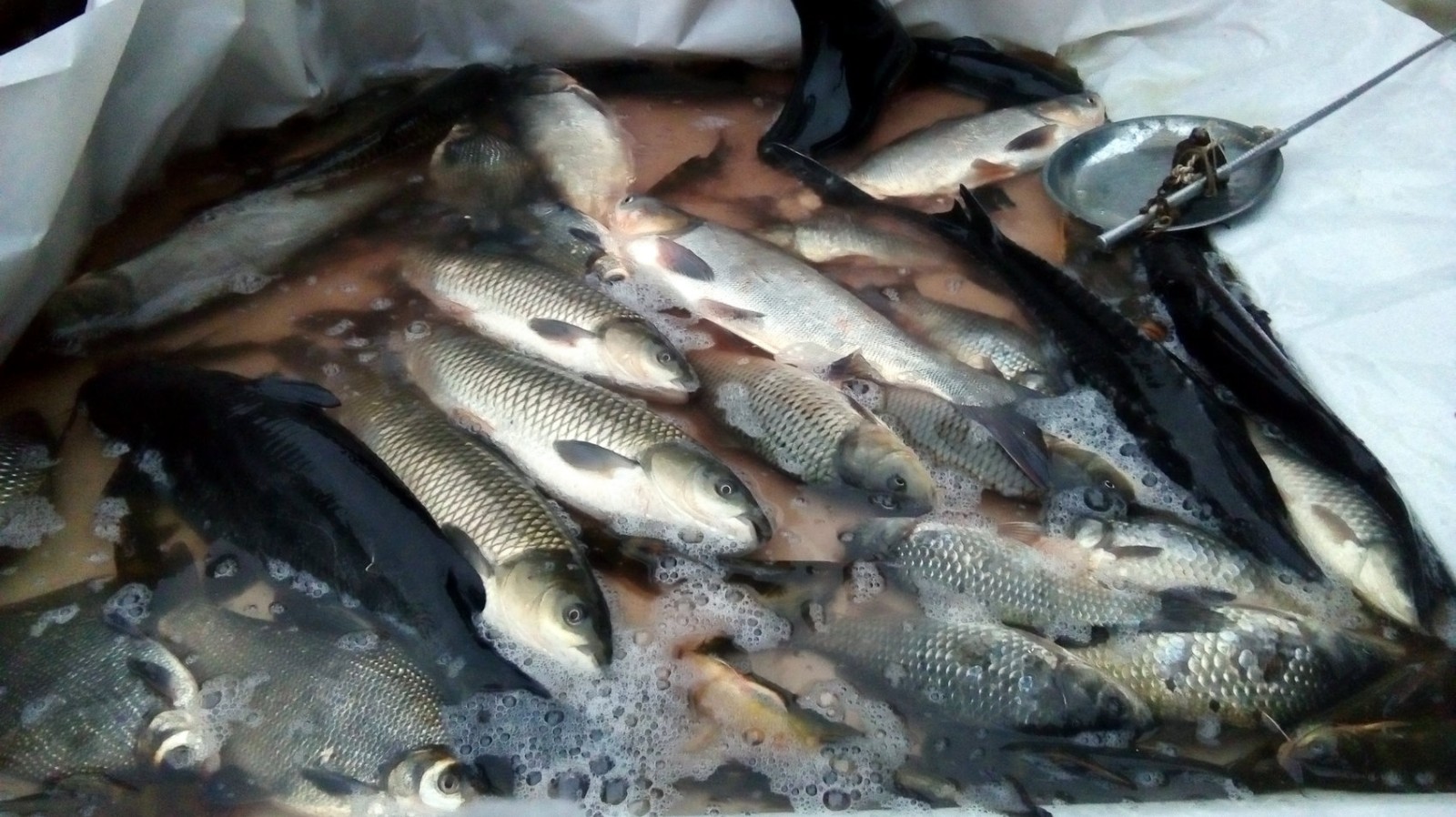 如何分辨野生鱼和养殖鱼,教你一招,永远不会受骗