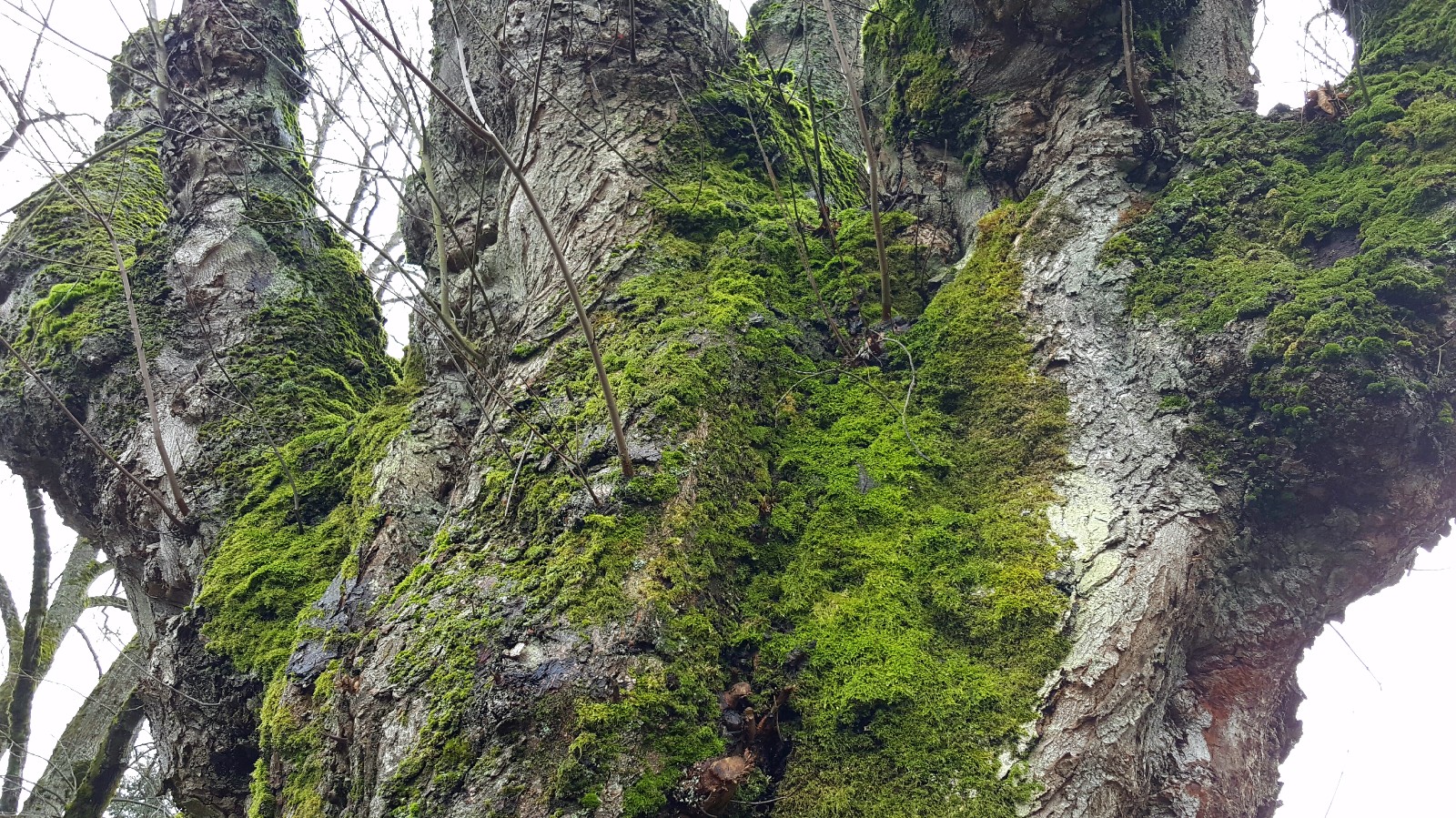 植物百科（二十八）苔藓|苔藓|植物|假根_新浪新闻