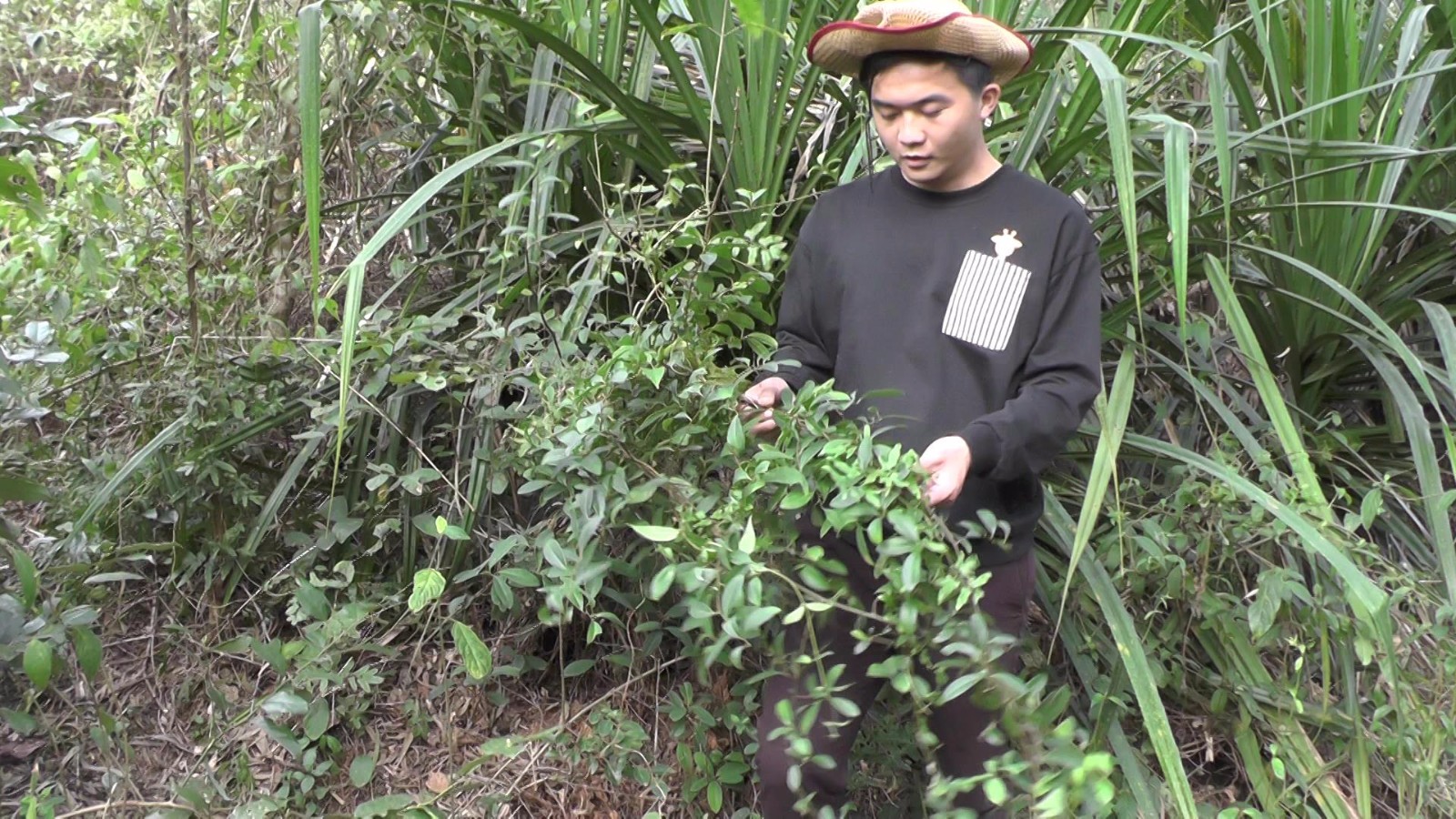 酸藤果【大林提示】如果大家要用到它的就要注意用量了.