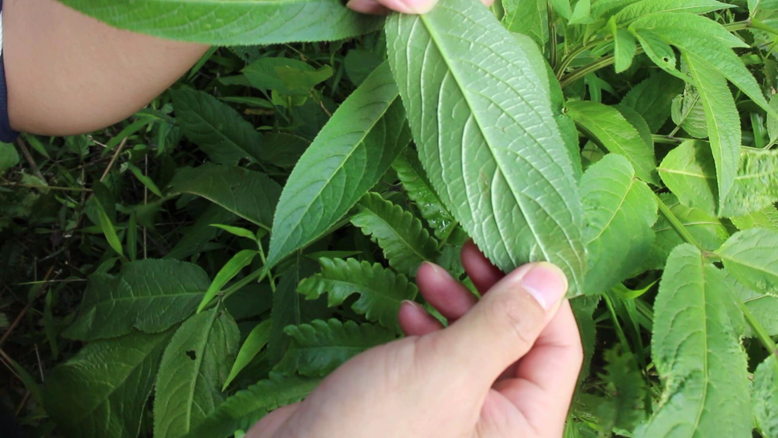 农民经常说的"接骨草",真的能有效治疗铁打损伤吗?|接骨草|农民|新鲜_