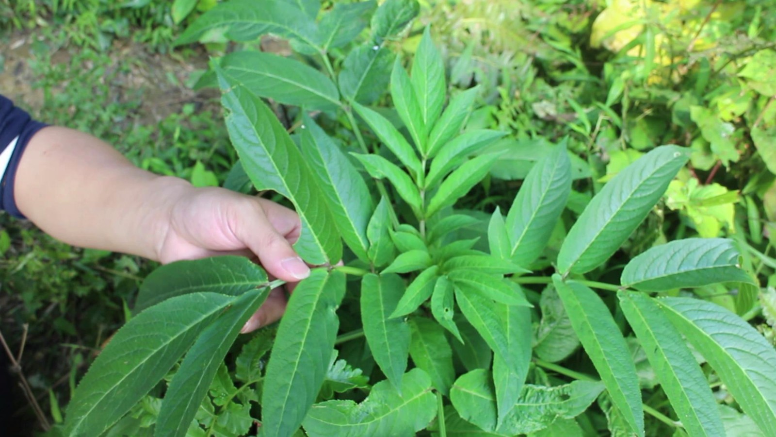 铁打处草药图片功效图片