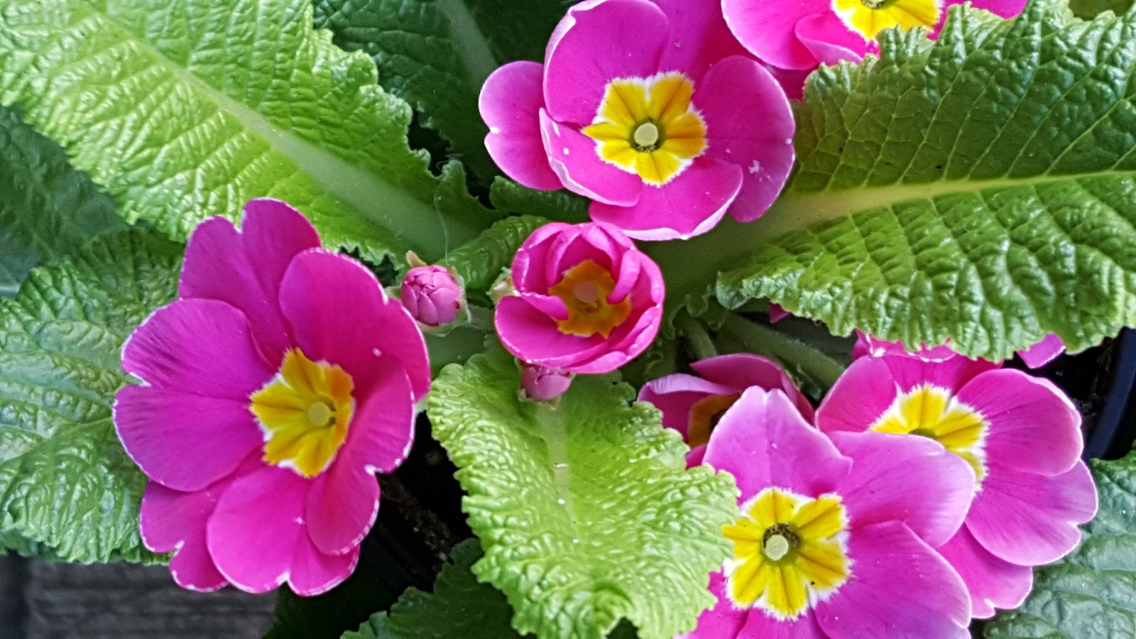 植物百科二十七报春花