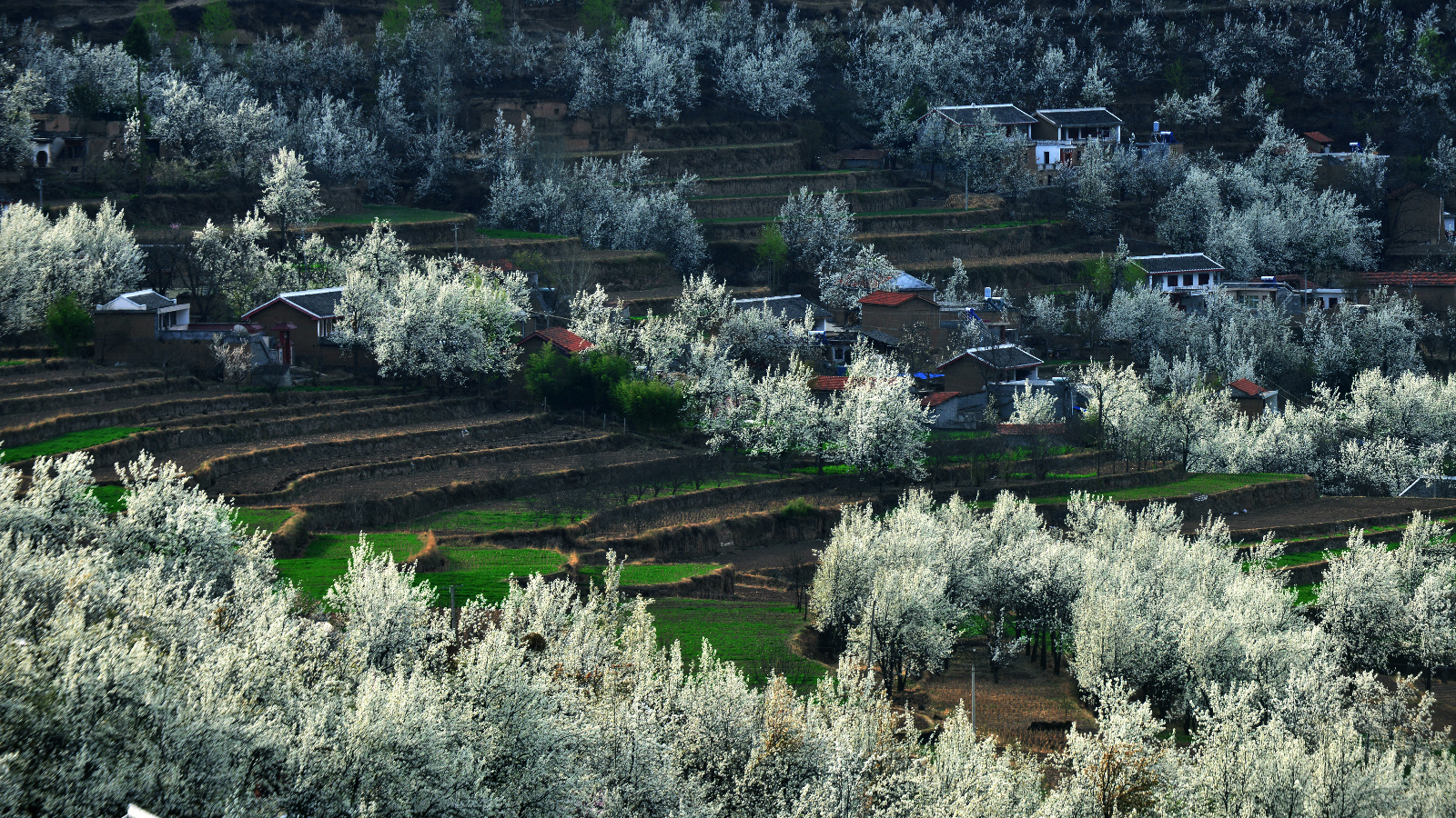 金川梨花绵延百余里,数量达到100余万株的雪梨林盛放,异常壮观.