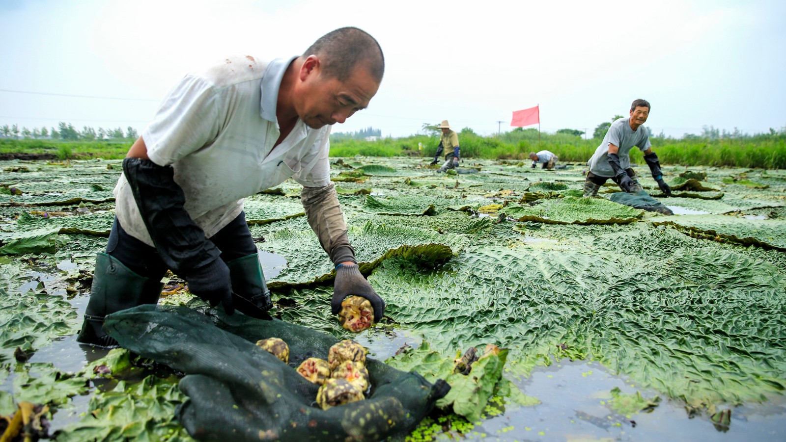 芡实俗名"鸡头米", 不仅美味可以食用,而且是非常好的保健品.