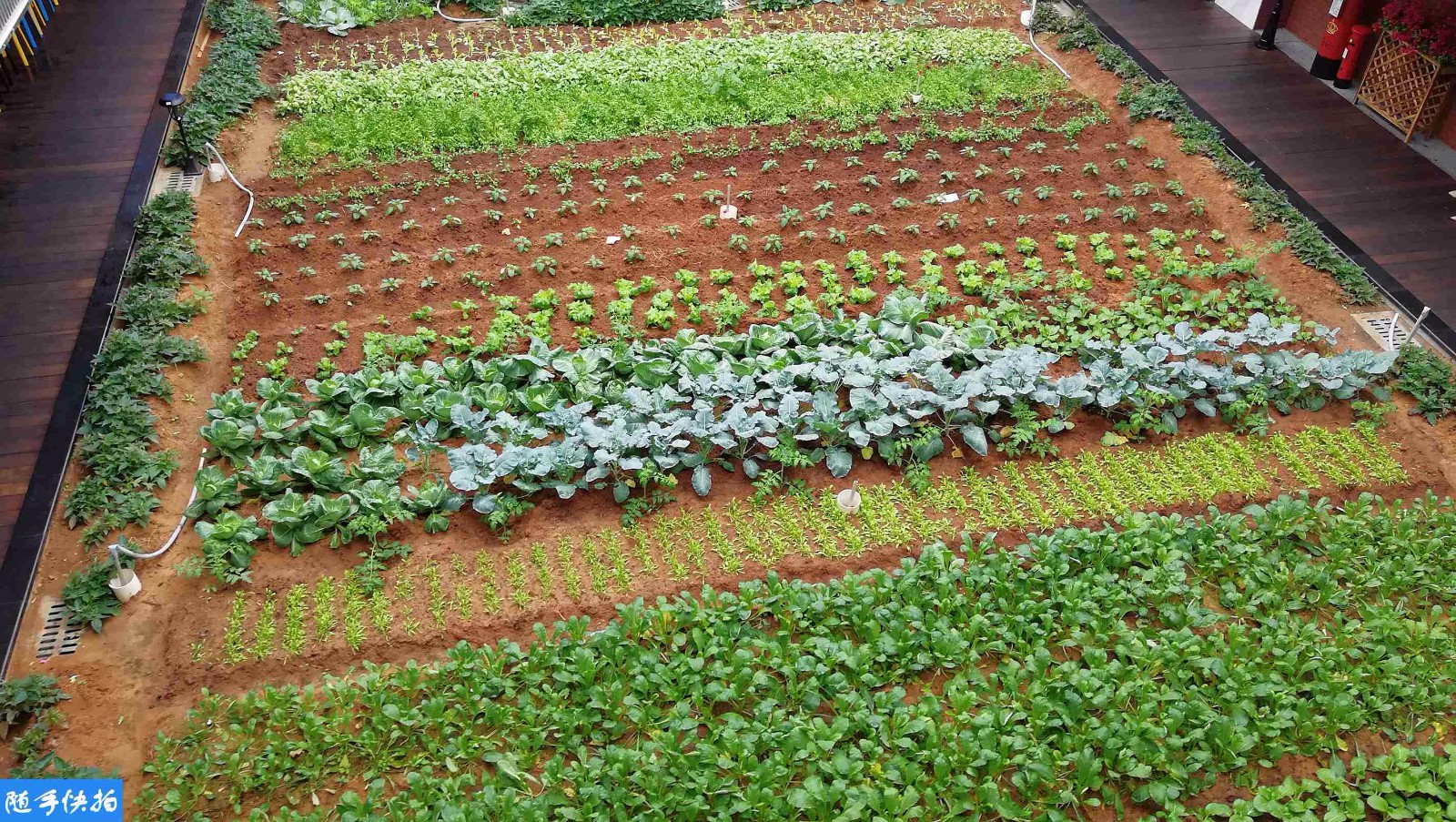 300平方商场菜园惊现海口 绿叶蔬菜长势喜人