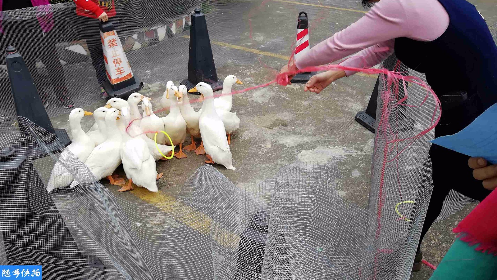 在海南省海口市一家单位园内,众多员工纷纷排队参与"年会"套鸭子活动