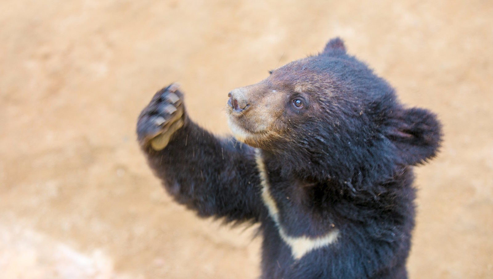 济南野生动物世界——熊孩子走钢丝