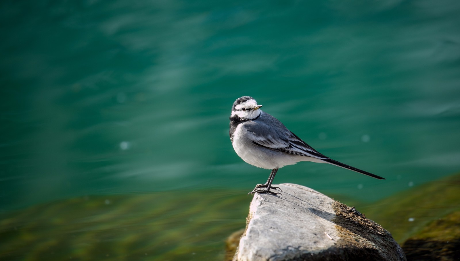五龙潭畔白鹡鸰|五龙潭|昆虫|雀形目_新浪新闻