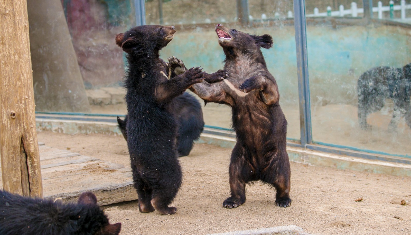 这帮熊孩子打起来了