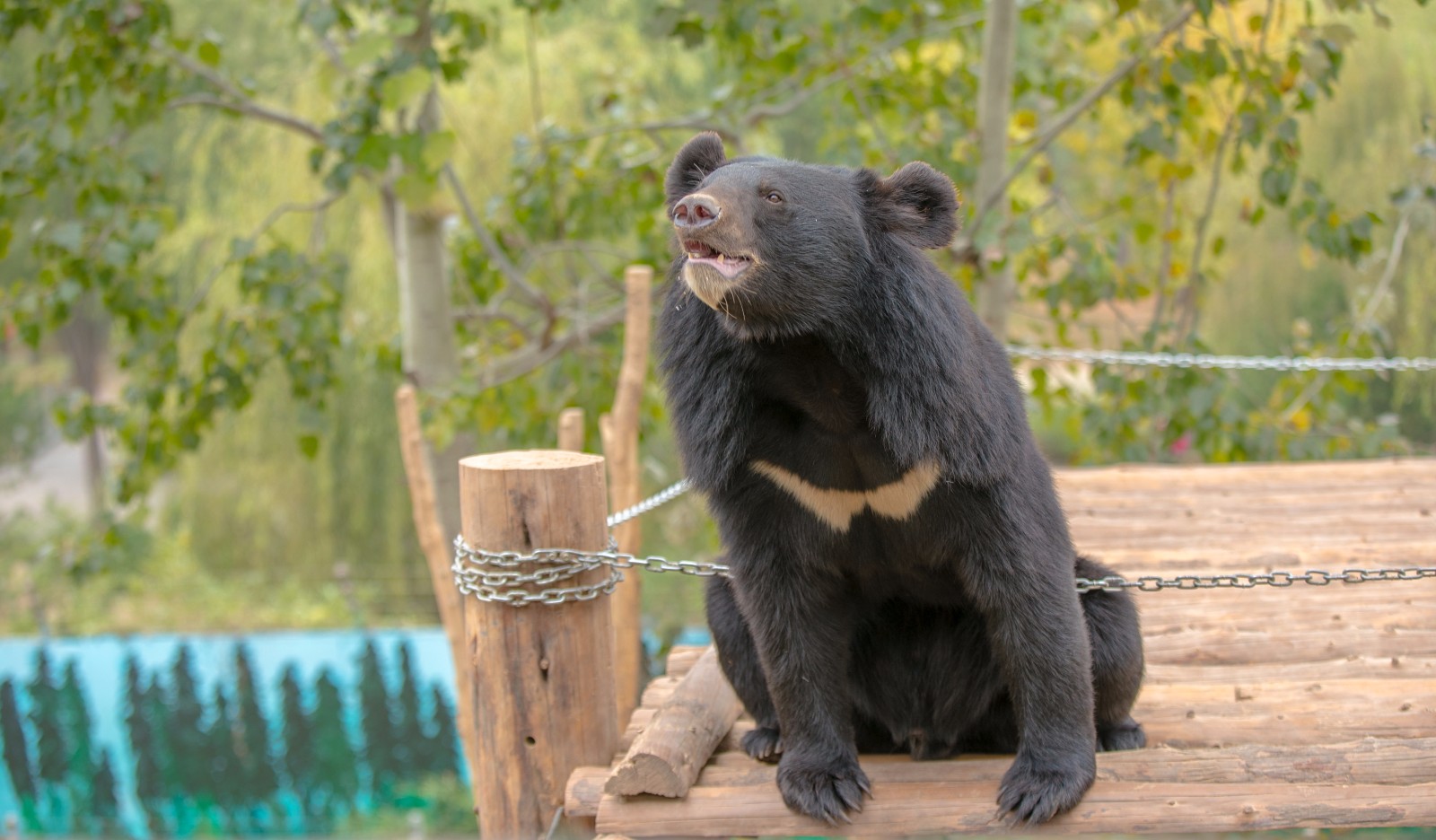 济南野生动物世界——熊孩子走钢丝