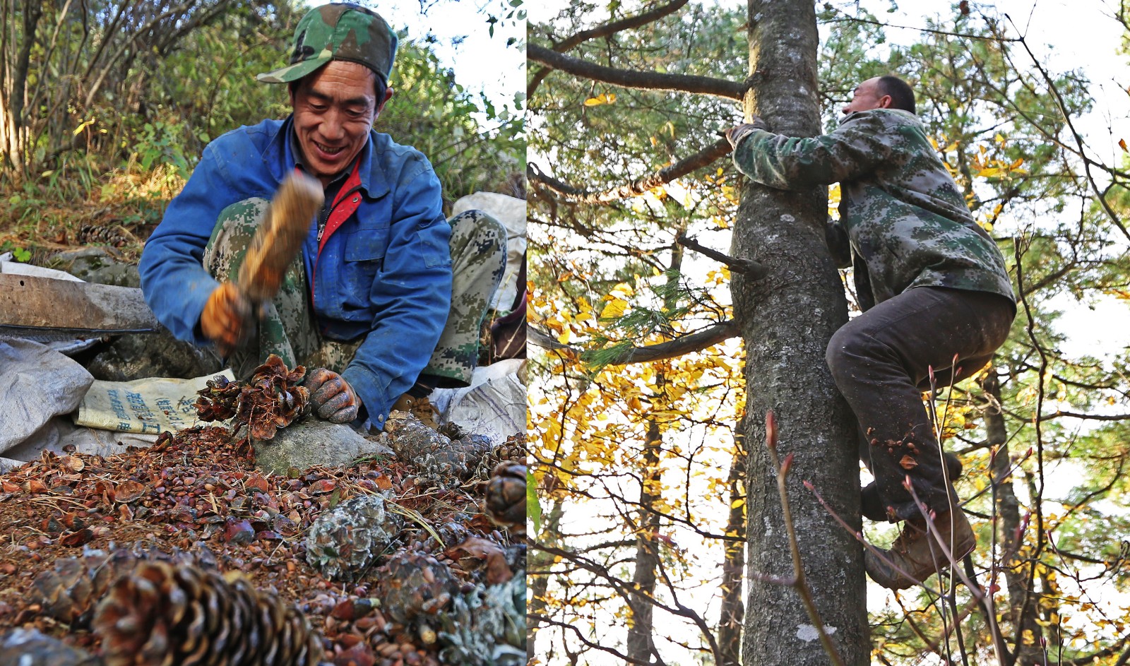 俩兄弟深山采松子日赚300元 爬树比猴子快